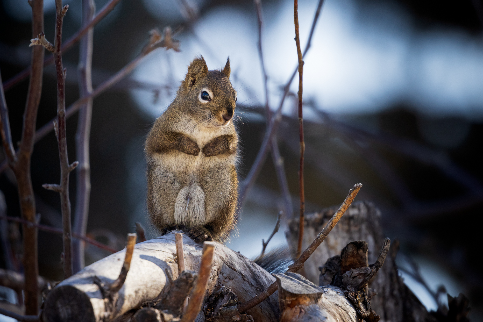 American Red Squirrel in an apple tree in Edmonton, Alberta