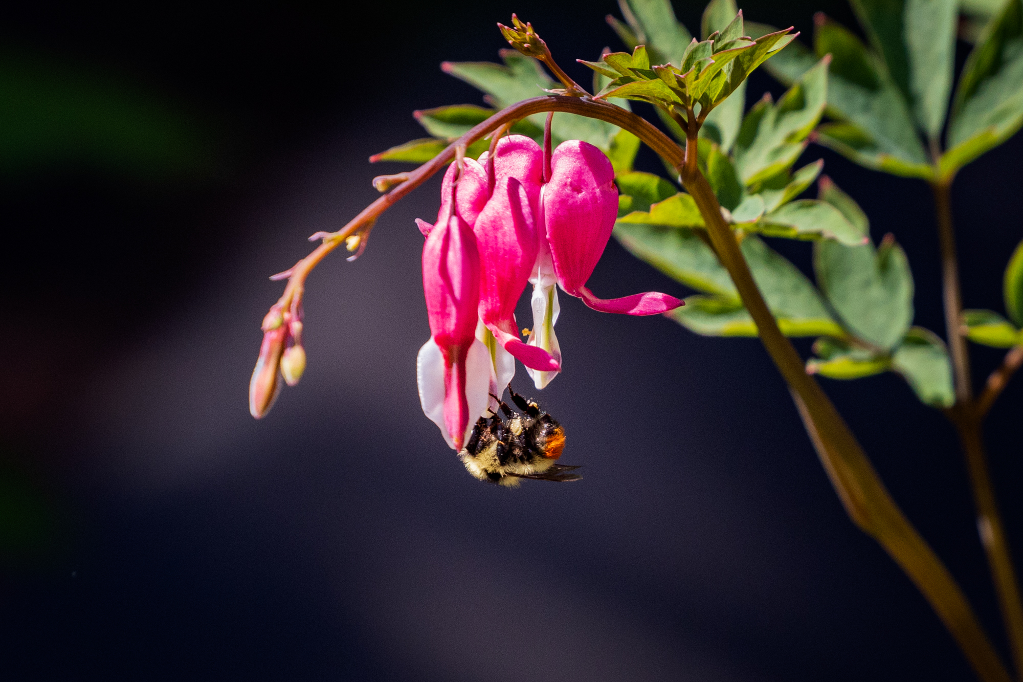 Bumble bee on a bleeding heart in a certified wildlife habitat in Edmonton, Alberta