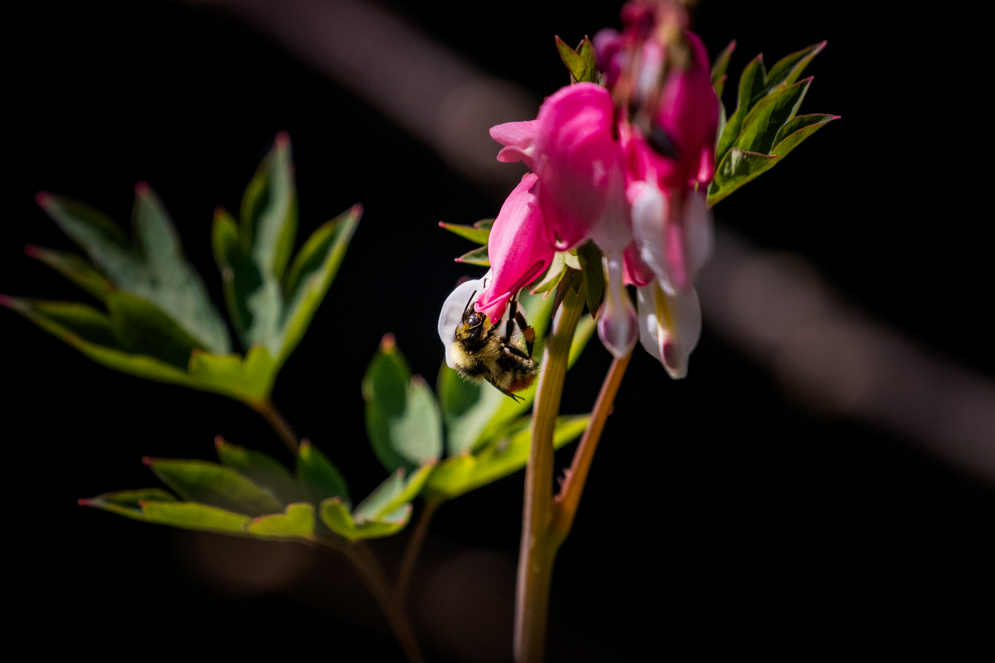 Bumble bee on a bleeding heart in a certified wildlife habitat in Edmonton, Alberta