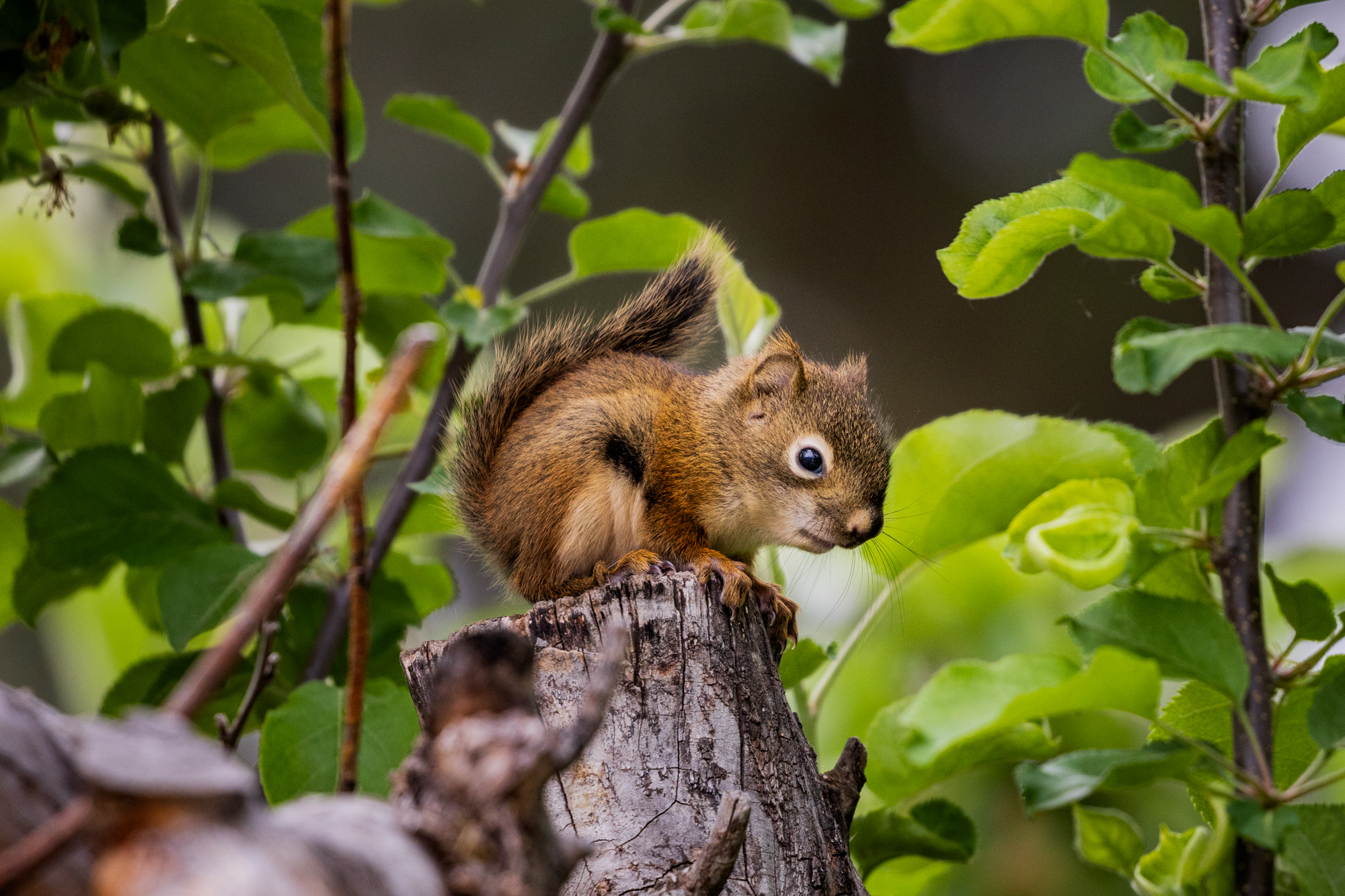 Young American Red Squirrel in an apple tree in Edmonton, Alberta