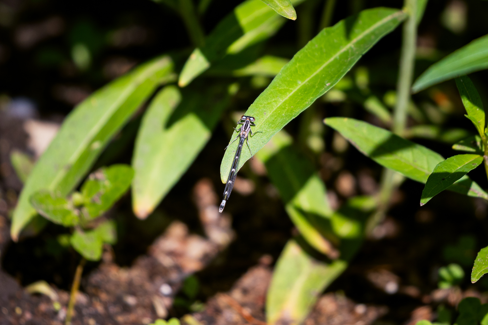 Bluet damselfly Bumble bee on a bleeding heart in a certified wildlife habitat in Edmonton, Alberta