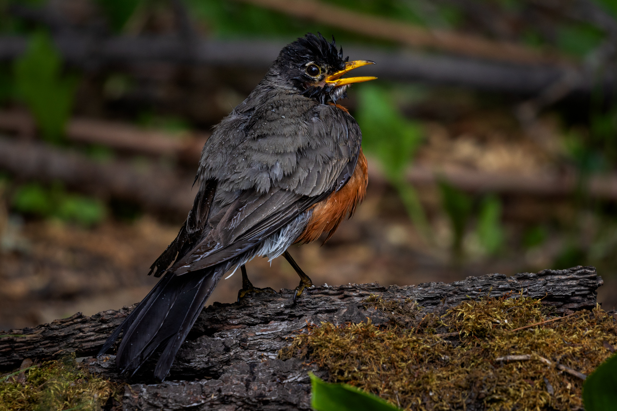 American Robin (Turdus migratorius) in an Edmonton, Alberta Certified Wildlife-Friendly Habitat.