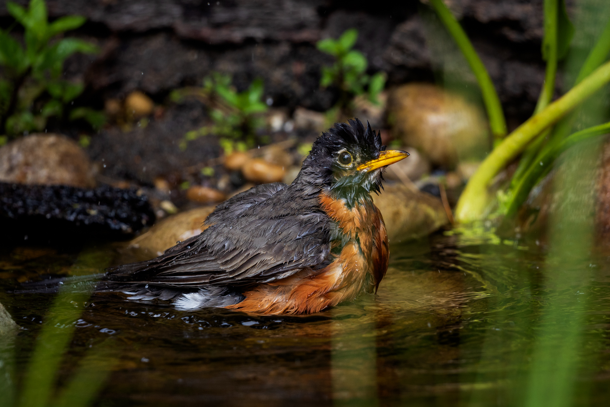 American Robin (Turdus migratorius) bathing in a wildlife pond in an Edmonton, Alberta Certified Wildlife-Friendly Habitat.