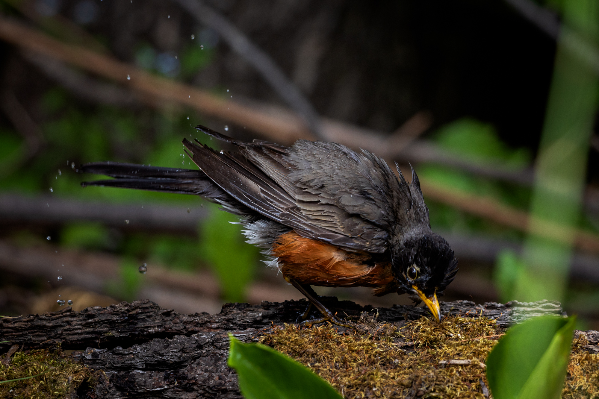American Robin perched nearby, drying off after bathing in a backyard pond, surrounded by native plants in a certified wildlife habitat in Edmonton, Alberta.