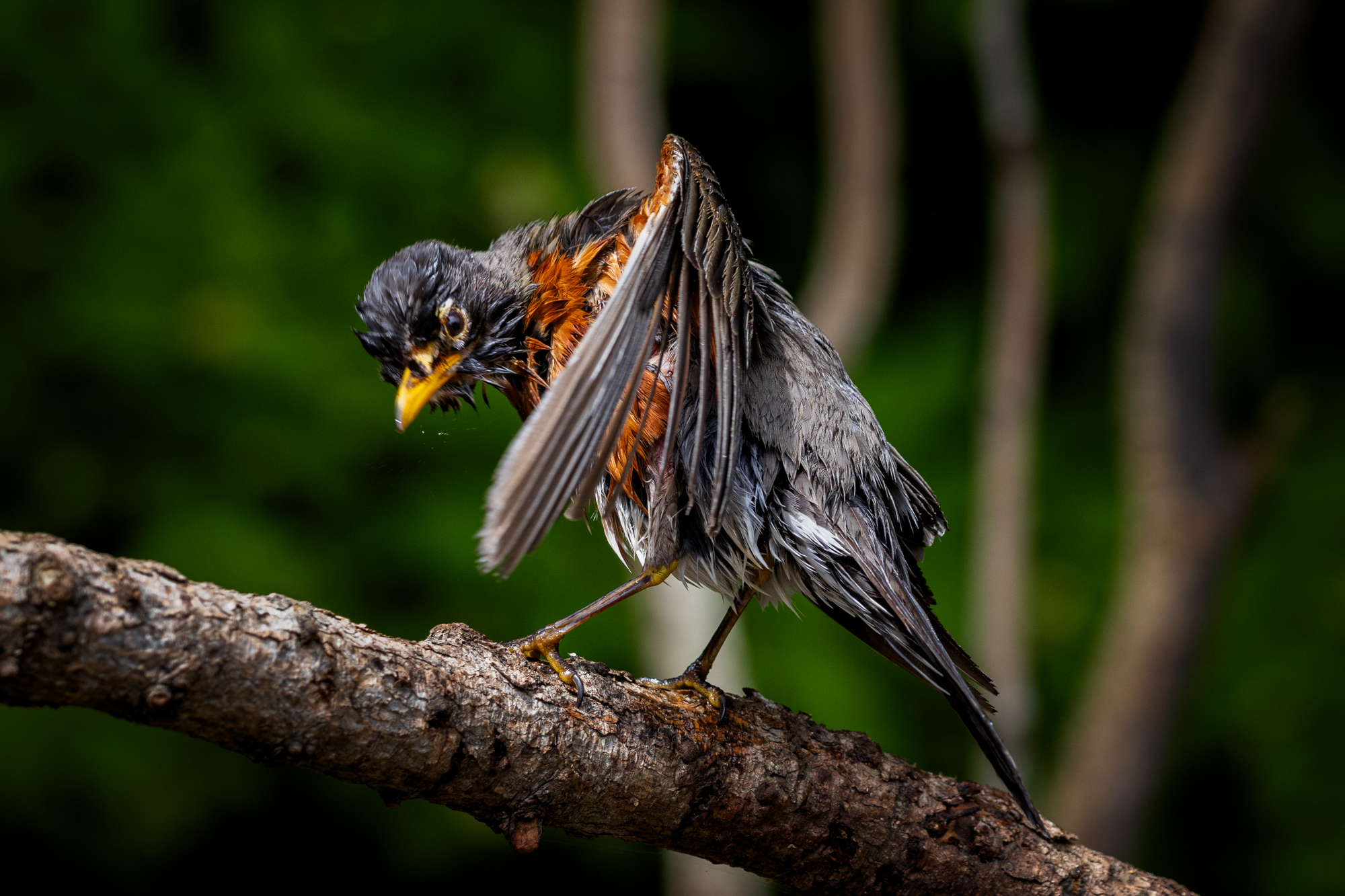 American Robin (Turdus migratorius) perched on a branch, drying off after bathing in a wildlife pond in an Edmonton, Alberta Certified Wildlife-Friendly Habitat.
