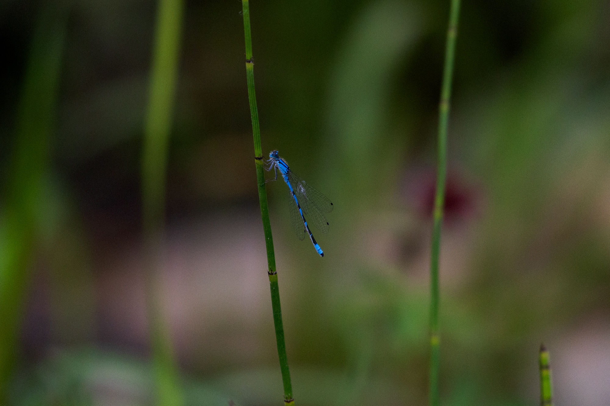 Bluet damselfly Bumble bee on a bleeding heart in a certified wildlife habitat in Edmonton, Alberta
