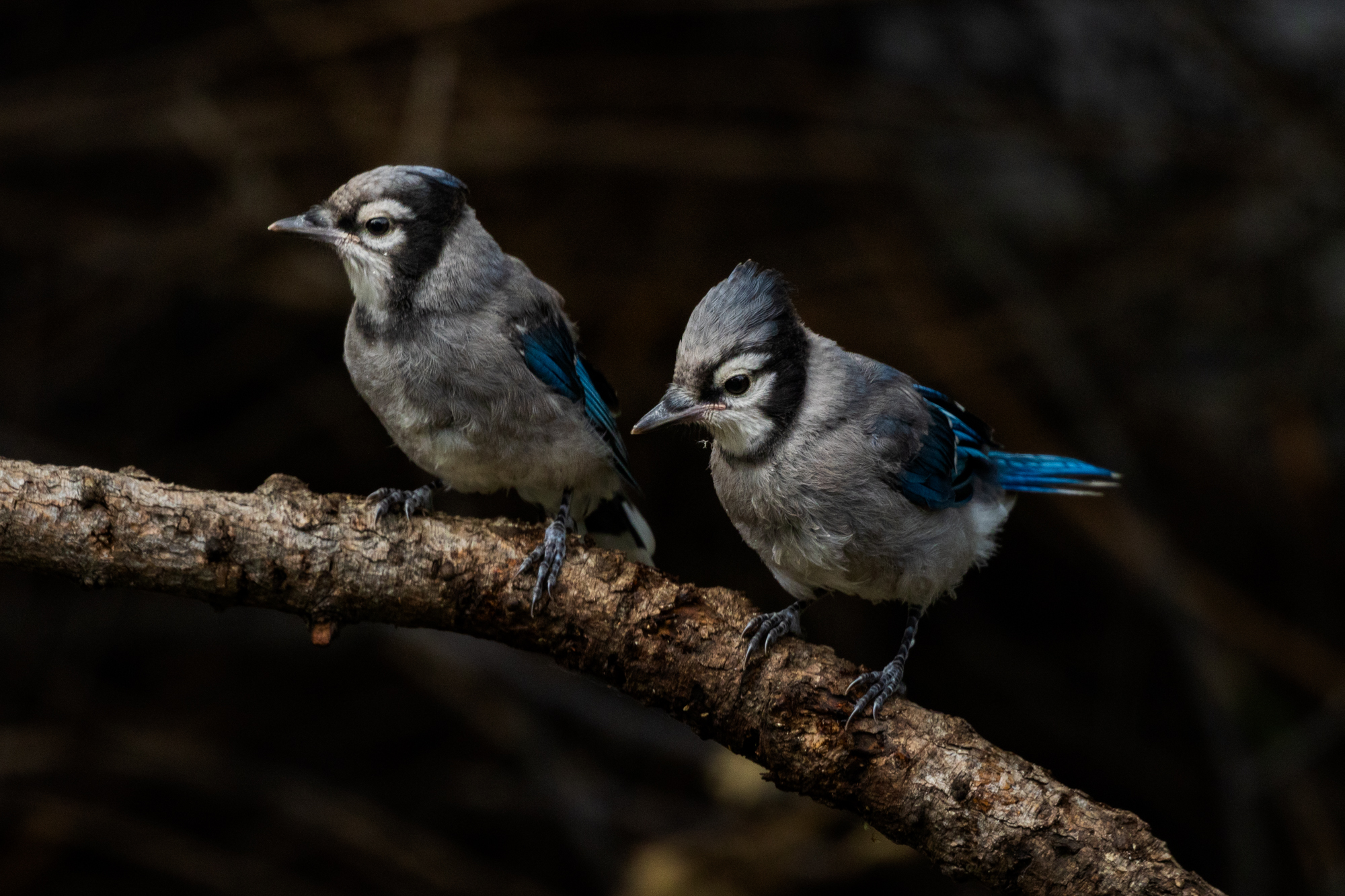 Two Blue Jay fledglings perched on branch in a certified wildlife habitat in Edmonton, Alberta.