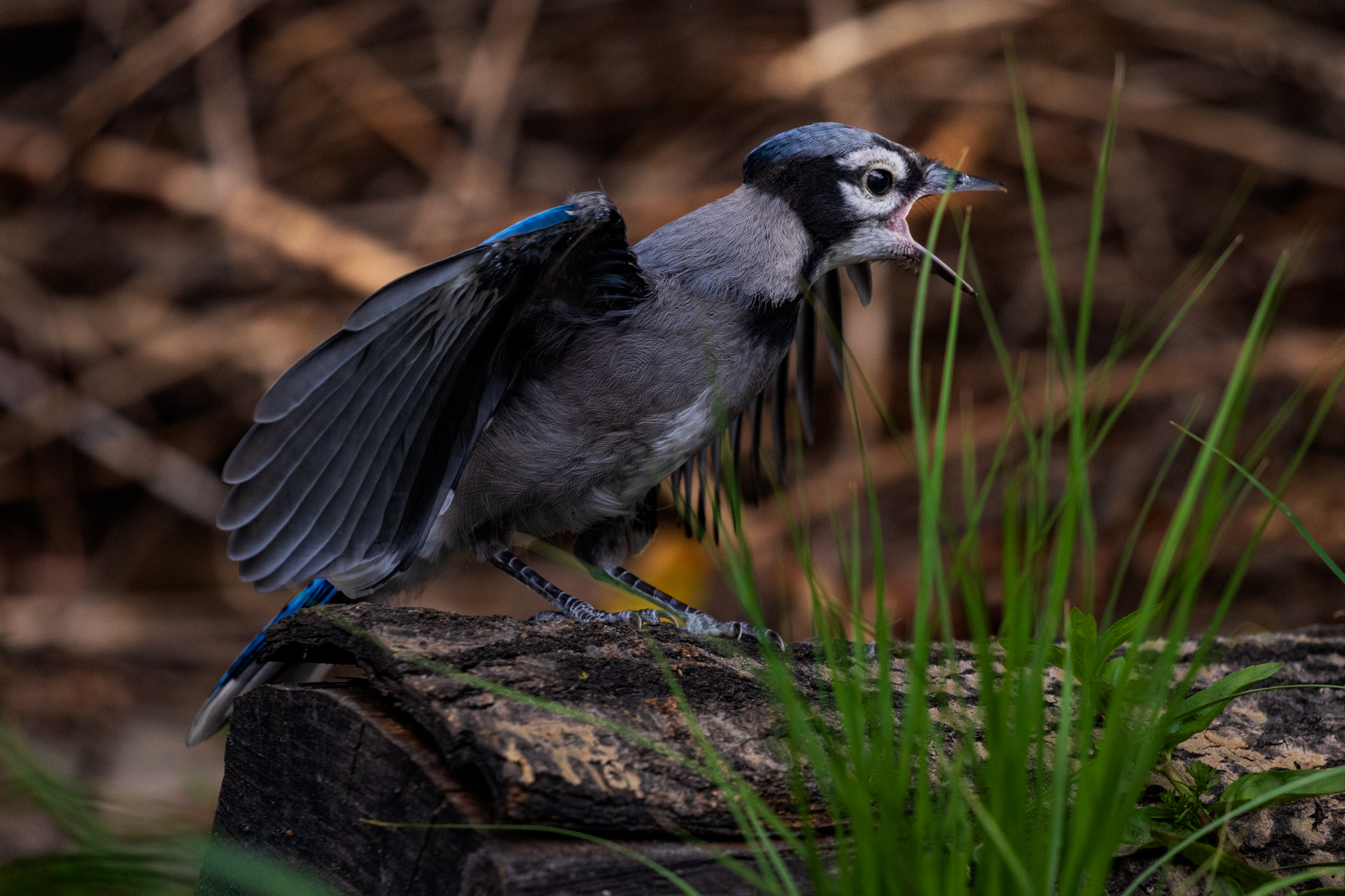 Blue Jay fledgling on the edge of a backyard pond, beak open and squawking, surrounded by native plants in a certified wildlife habitat in Edmonton, Alberta.