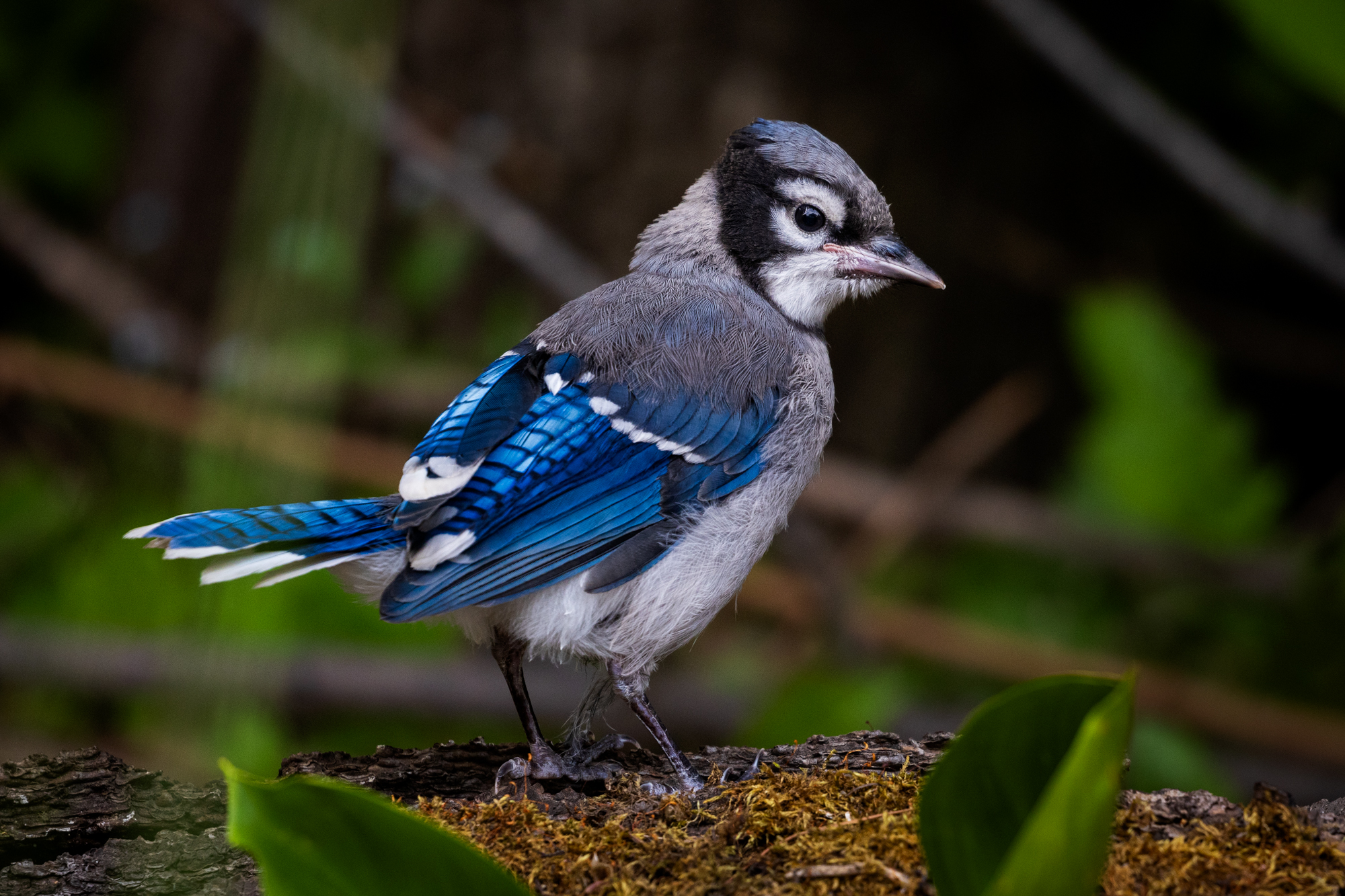Blue Jay fledgling on the edge of a backyard pond, surrounded by native plants in a certified wildlife habitat in Edmonton, Alberta.
