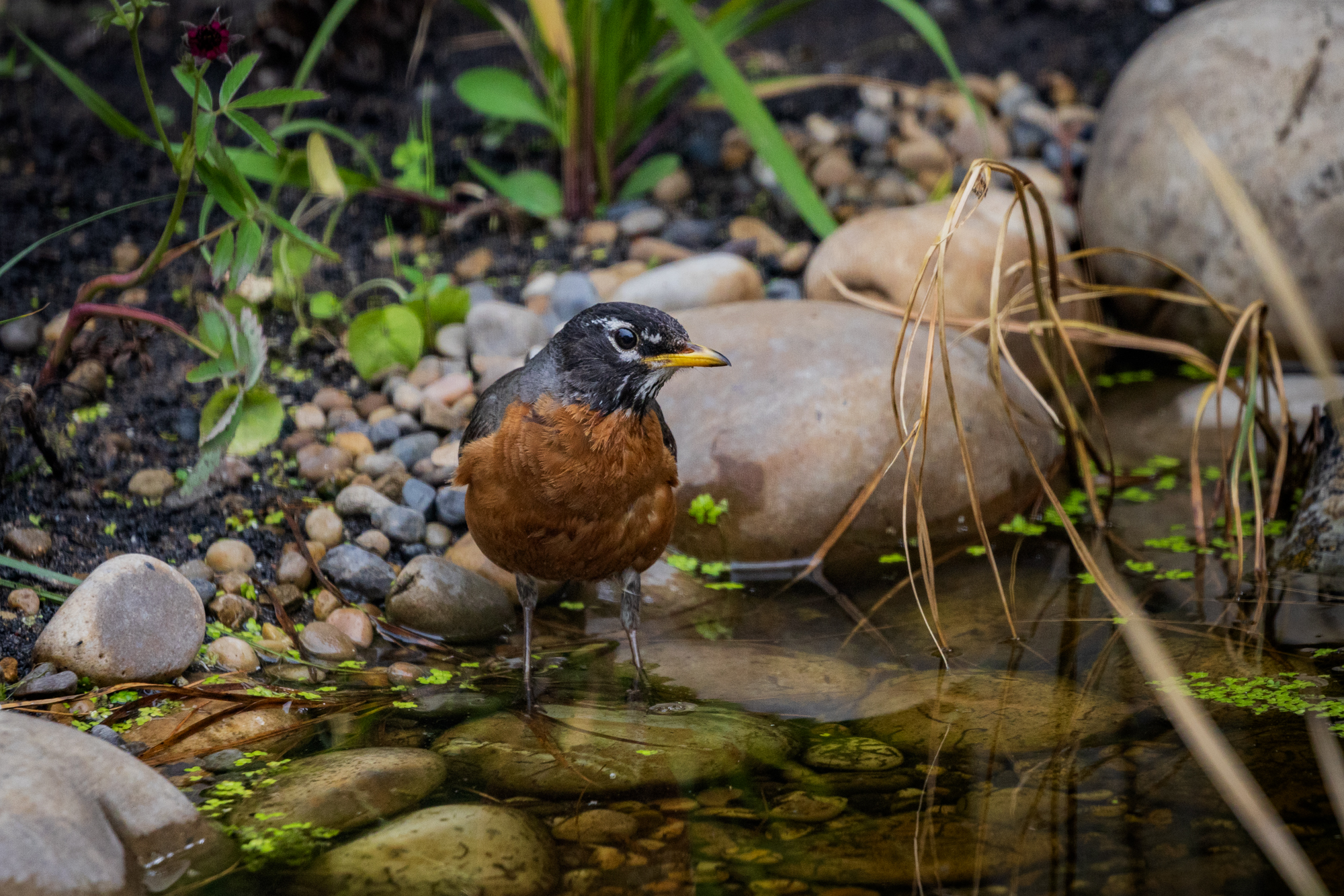 American Robin (Turdus migratorius) on the shoreline of a wildlife pond in an Edmonton, Alberta Certified Wildlife-Friendly Habitat.