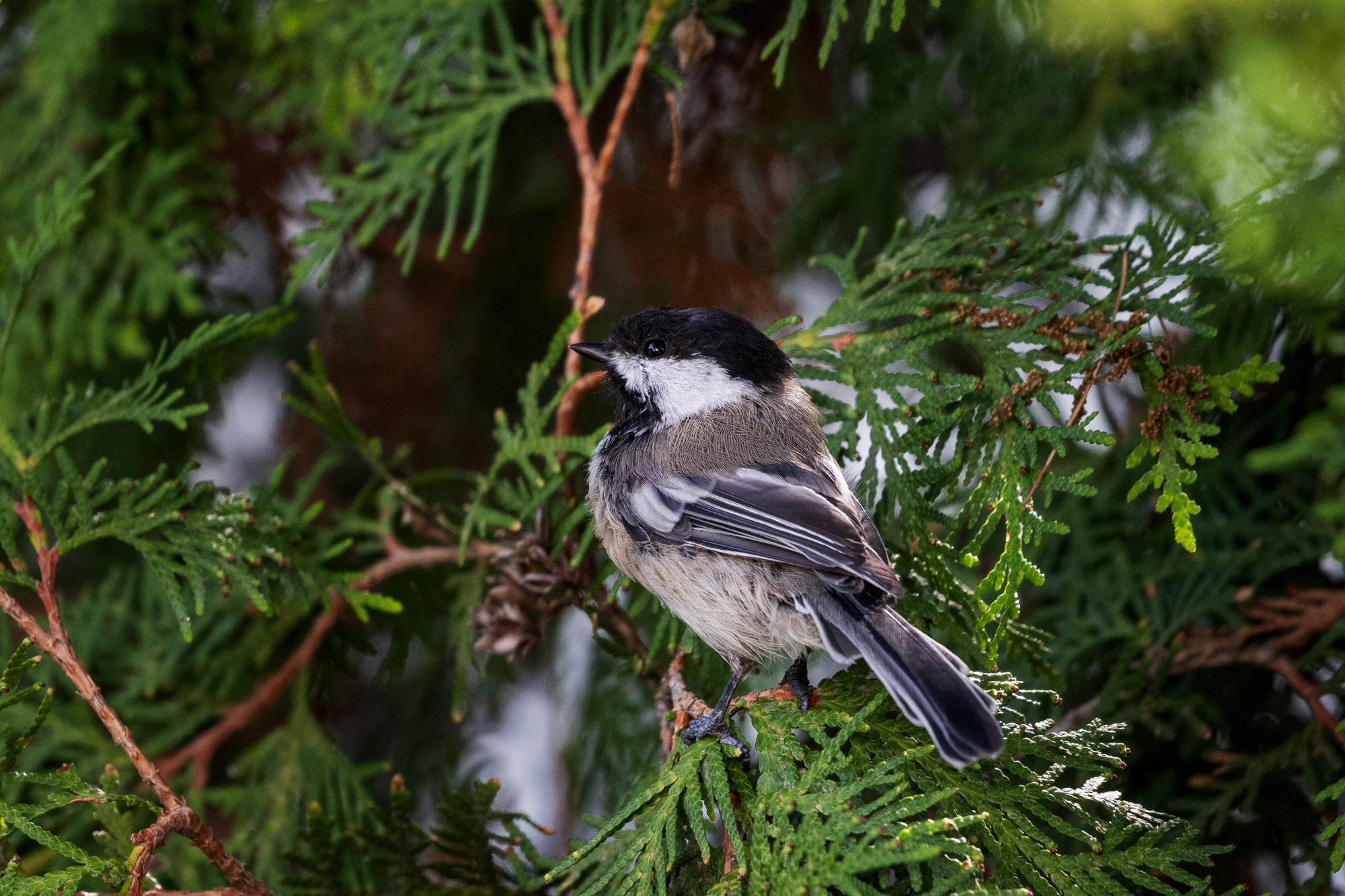 Black-capped Chickadee perched in a cedar tree in a certified wildlife habitat in Edmonton, Alberta.