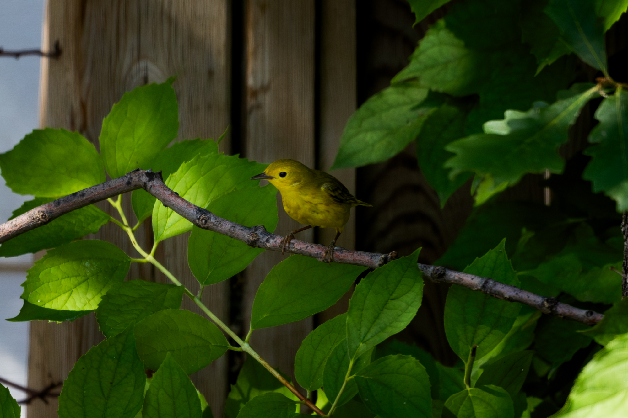 Yellow Warbler perched on a branch in a certified wildlife habitat in Edmonton, Alberta.