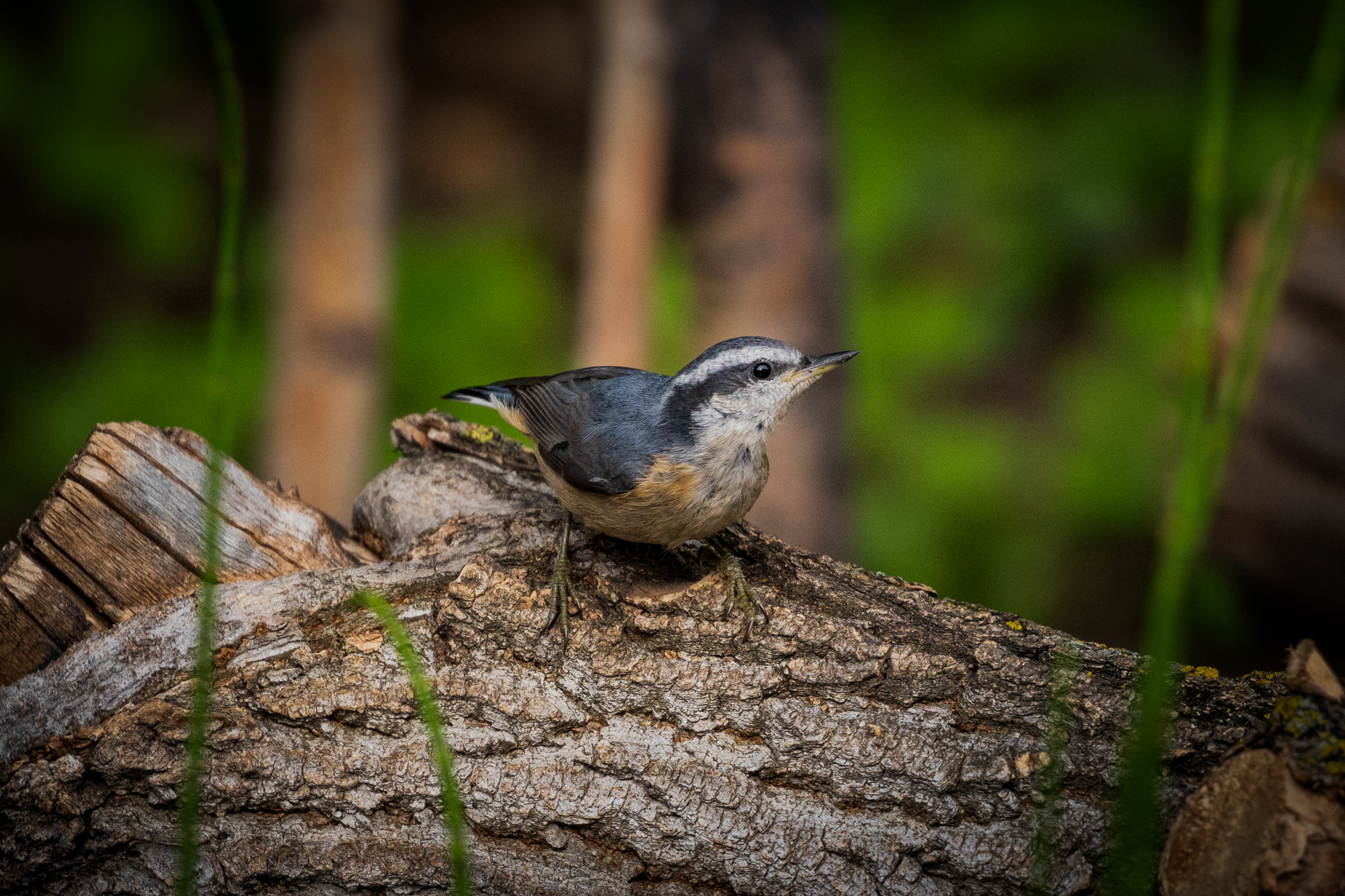 Red-breasted Nuthatch perched on a log, surrounded by native plants in a certified wildlife habitat in Edmonton, Alberta.