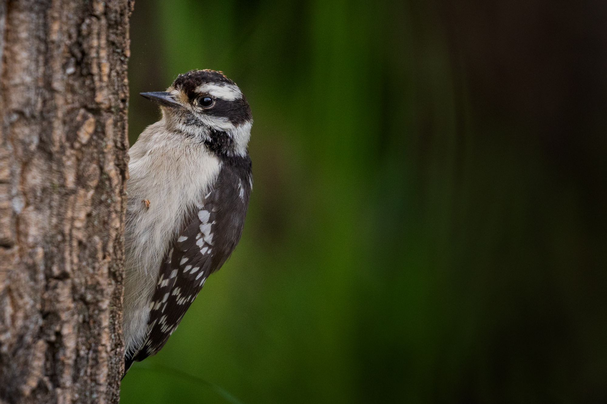 Downy Woodpecker perched on a snag, surrounded by native plants in a certified wildlife habitat in Edmonton, Alberta.