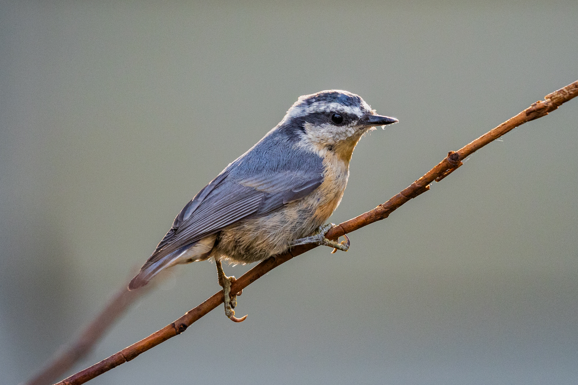 Red-breasted Nuthatch perched on a branch in a certified wildlife habitat in Edmonton, Alberta.