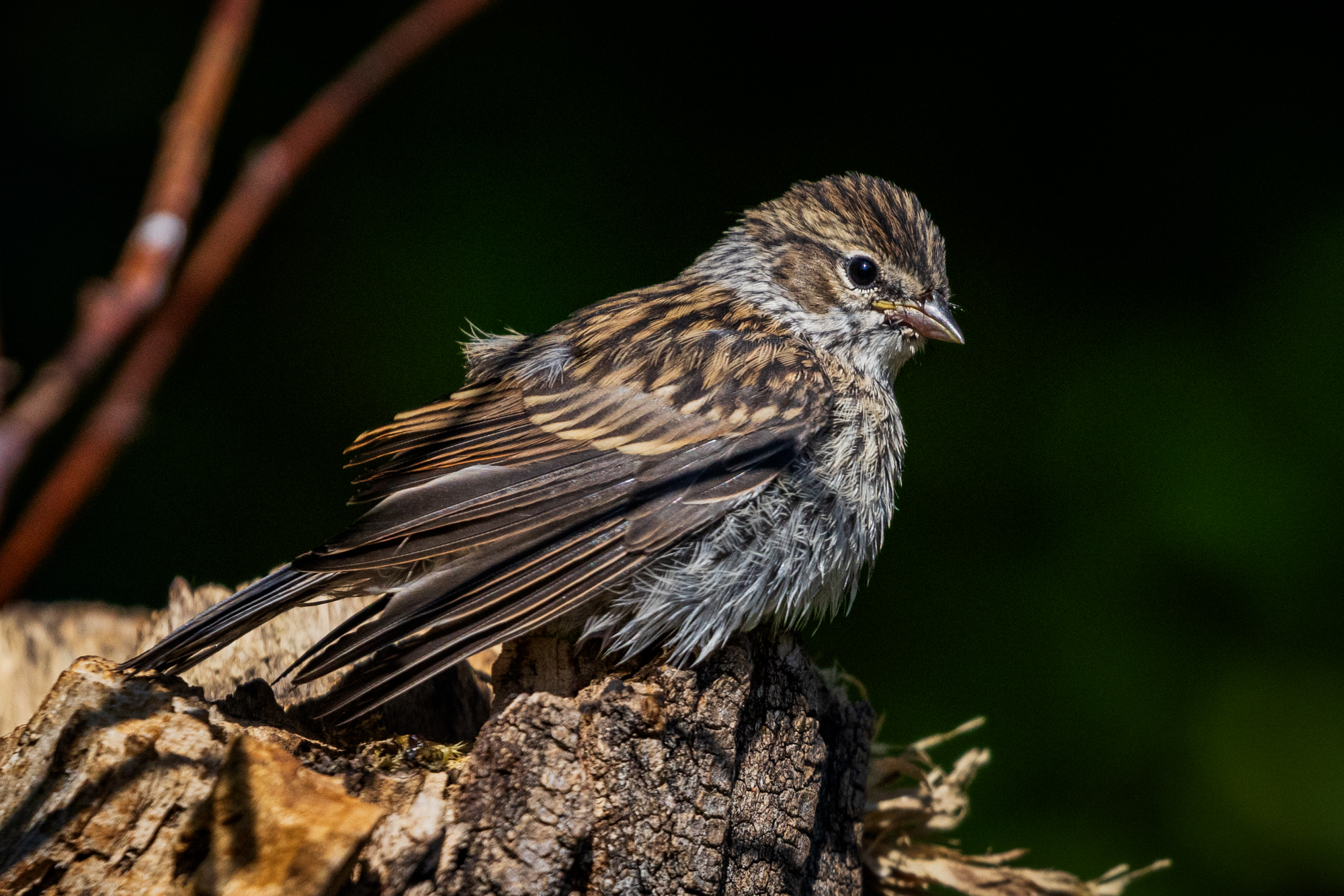 Chipping Sparrow perched onto of a snag in a certified wildlife habitat in Edmonton, Alberta.