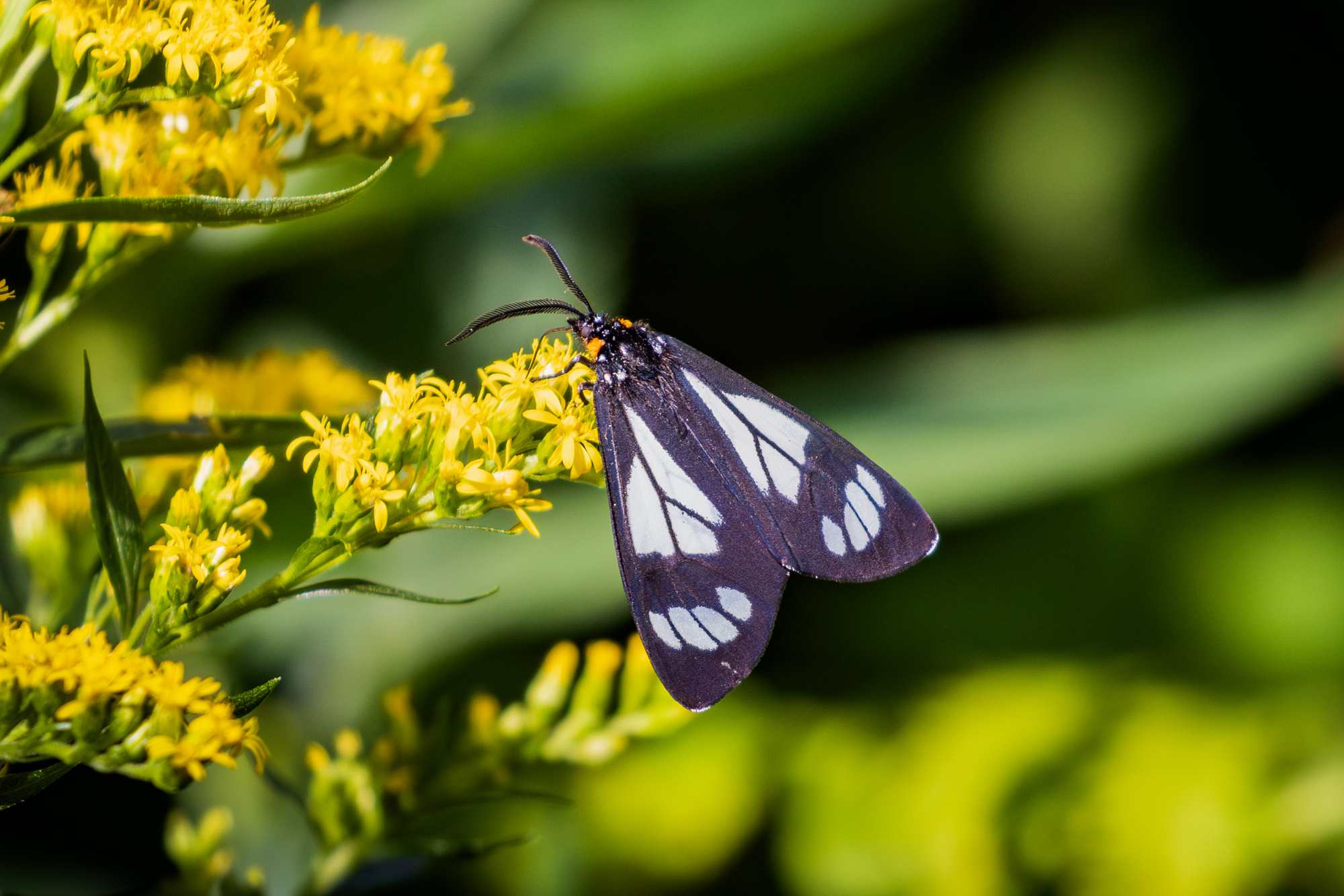 Police Car Moth (Gnophaela vermicaulata) on goldenrod in a certified wildlife habitat in Edmonton, Alberta