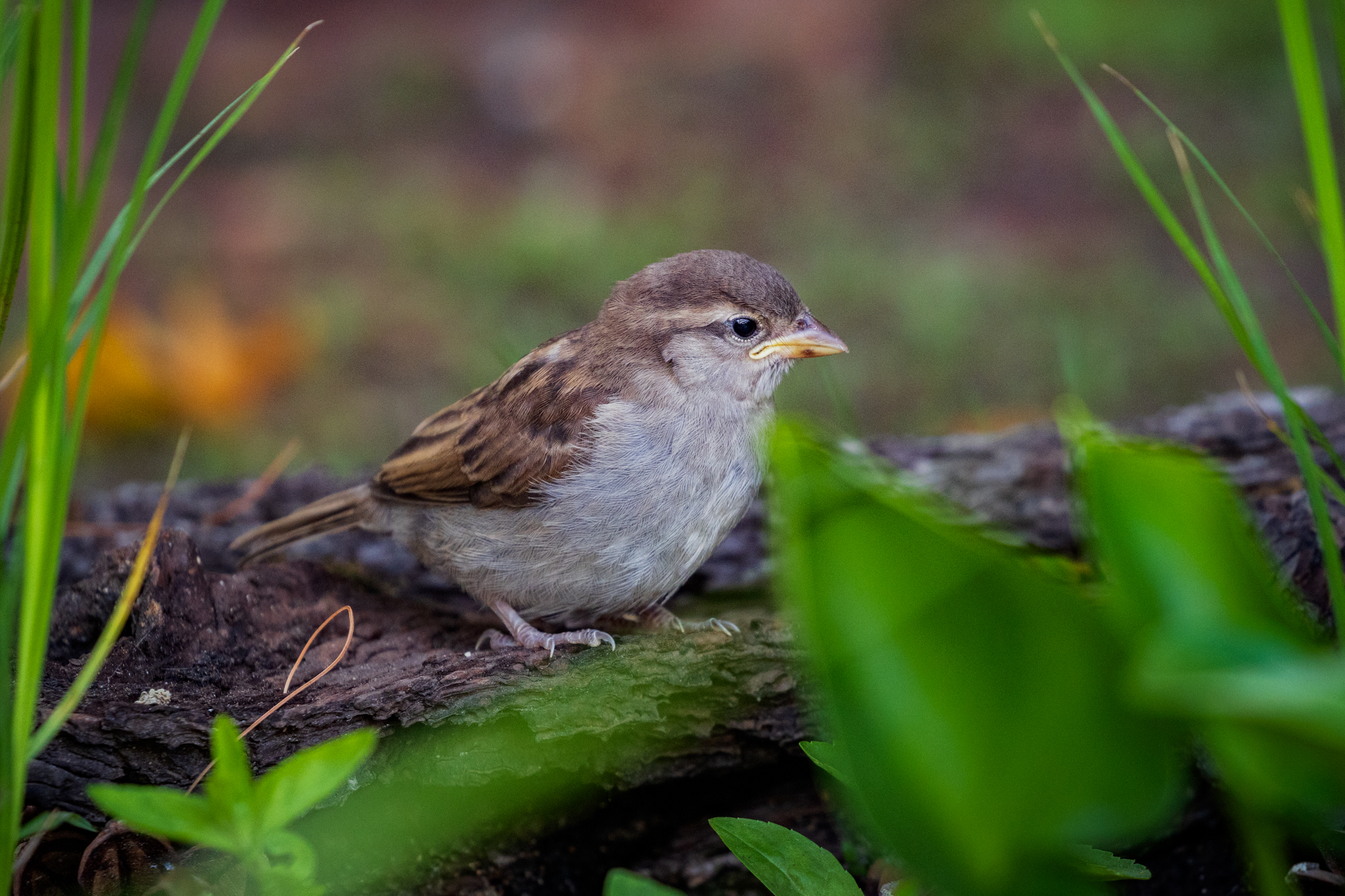 House Sparrow on log, surrounded by native plants in a certified wildlife habitat in Edmonton, Alberta.
