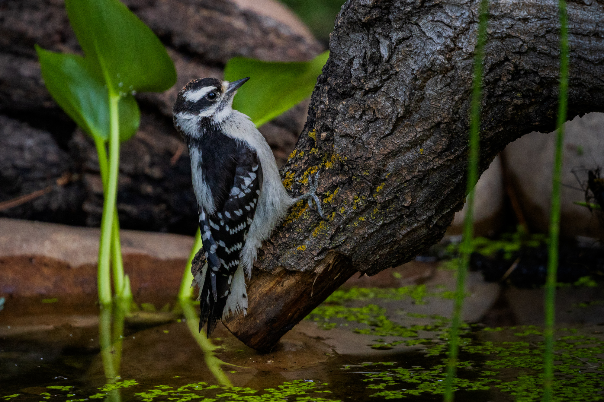 Downy Woodpecker balancing on a log over a backyard pond, surrounded by native plants in a certified wildlife habitat in Edmonton, Alberta.