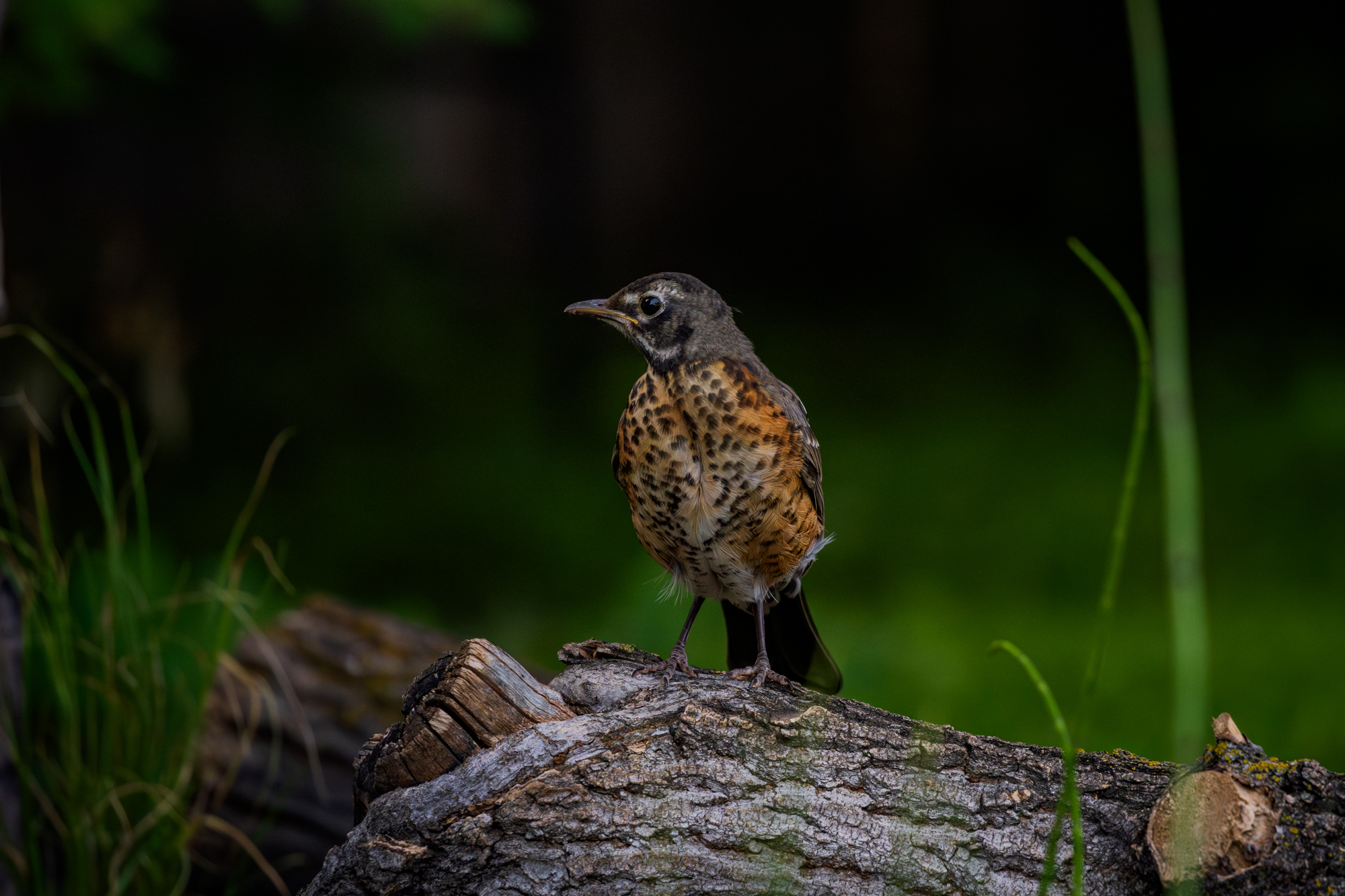 Juvenile American Robin perched on a log near a backyard pond, surrounded by native plants in a certified wildlife habitat in Edmonton, Alberta.