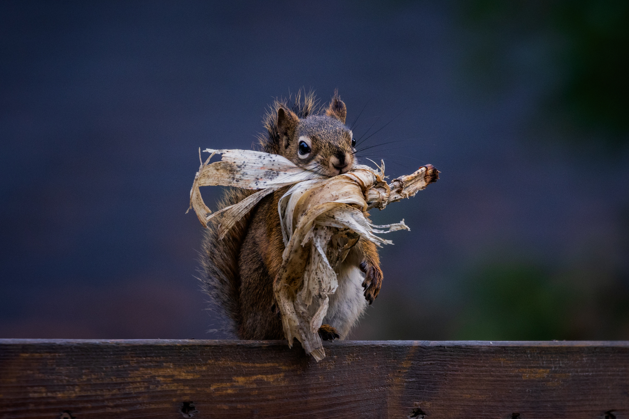 American Red Squirrel with dried foliage in its mouth on a wooden fence Edmonton, Alberta