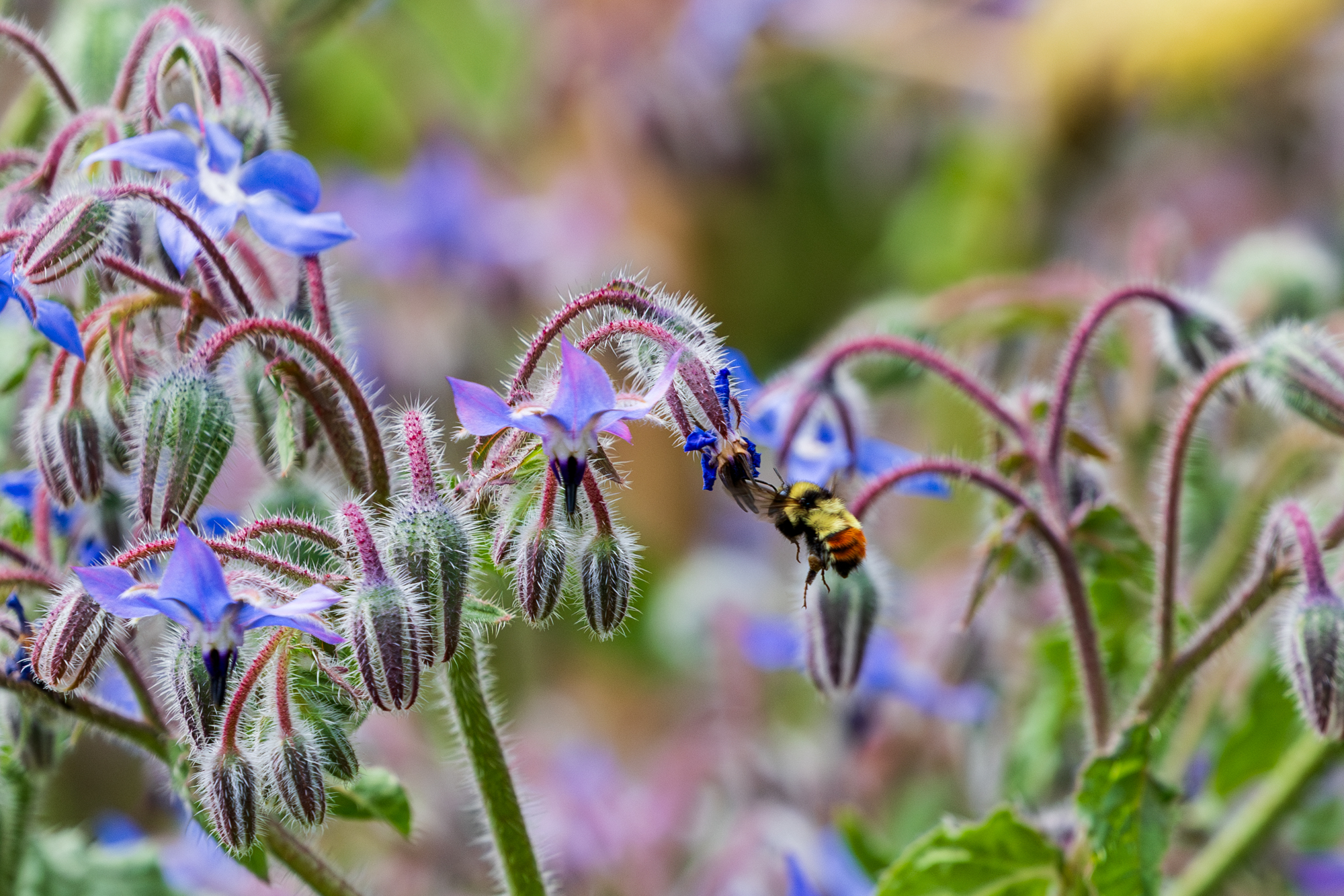 Great Basin Bumble Bee (Bombus centralis) on borage in a certified wildlife habitat in Edmonton, Alberta