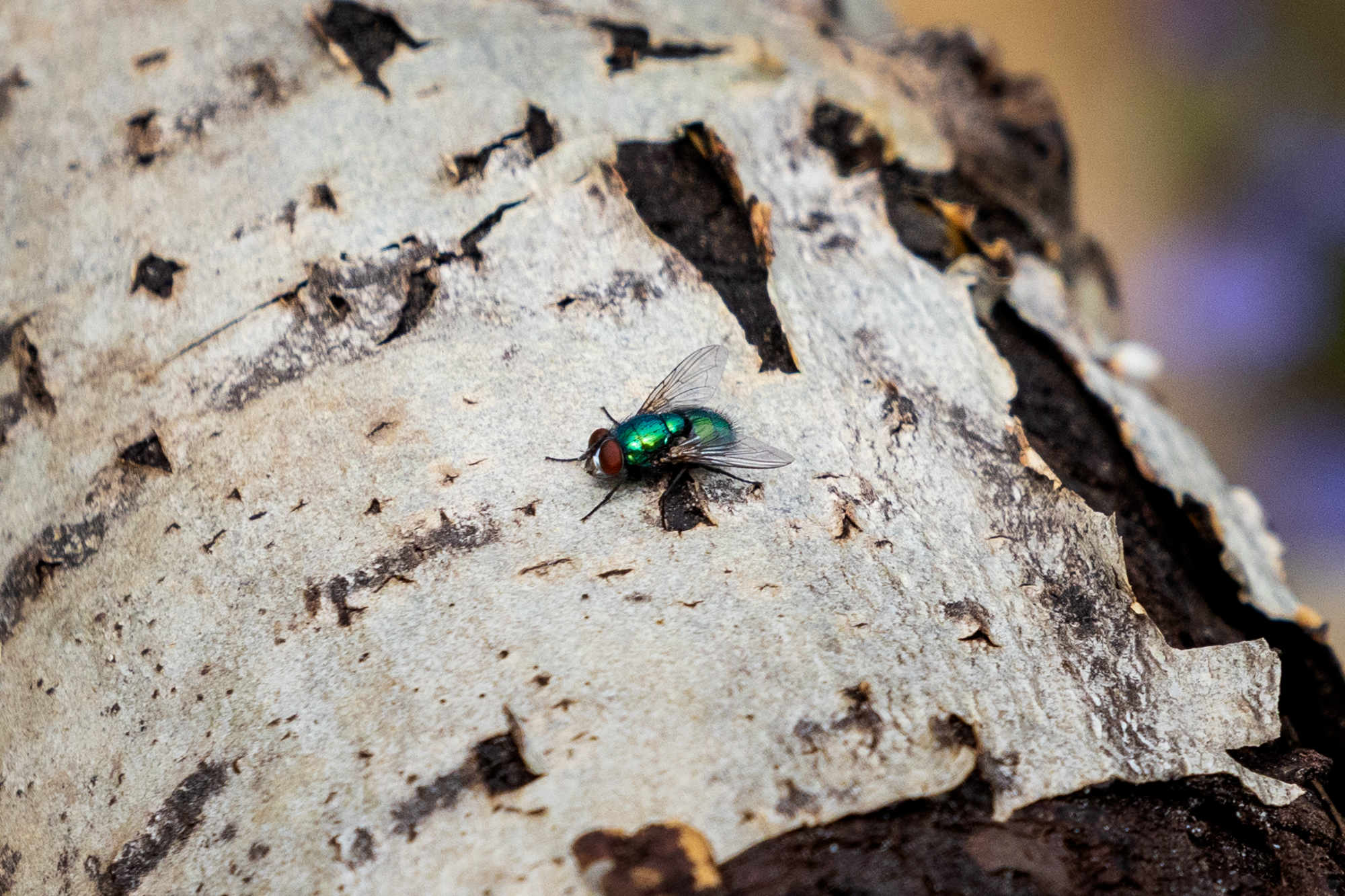 Common European Greenbottle Fly (Lucilia sericata) on a log in a certified wildlife habitat in Edmonton, Alberta