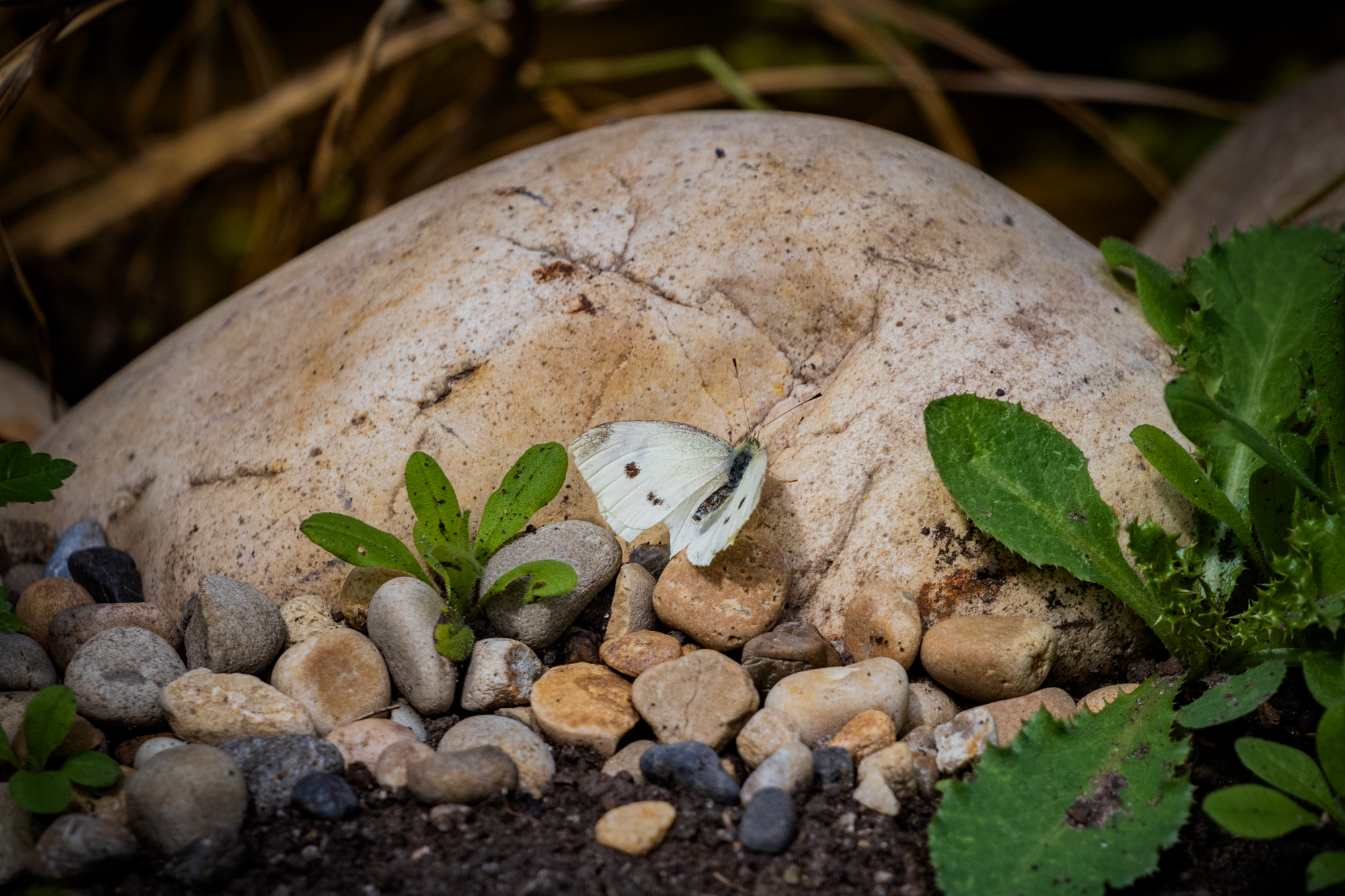 Small white (pieris rapae) on a rock near a wildlife pond in a certified wildlife habitat in Edmonton, Alberta