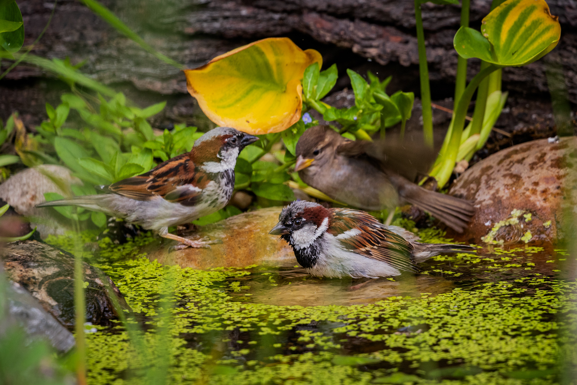 Three House Sparrows in a backyard wildlife pond, surrounded by native plants in a certified wildlife habitat in Edmonton, Alberta.