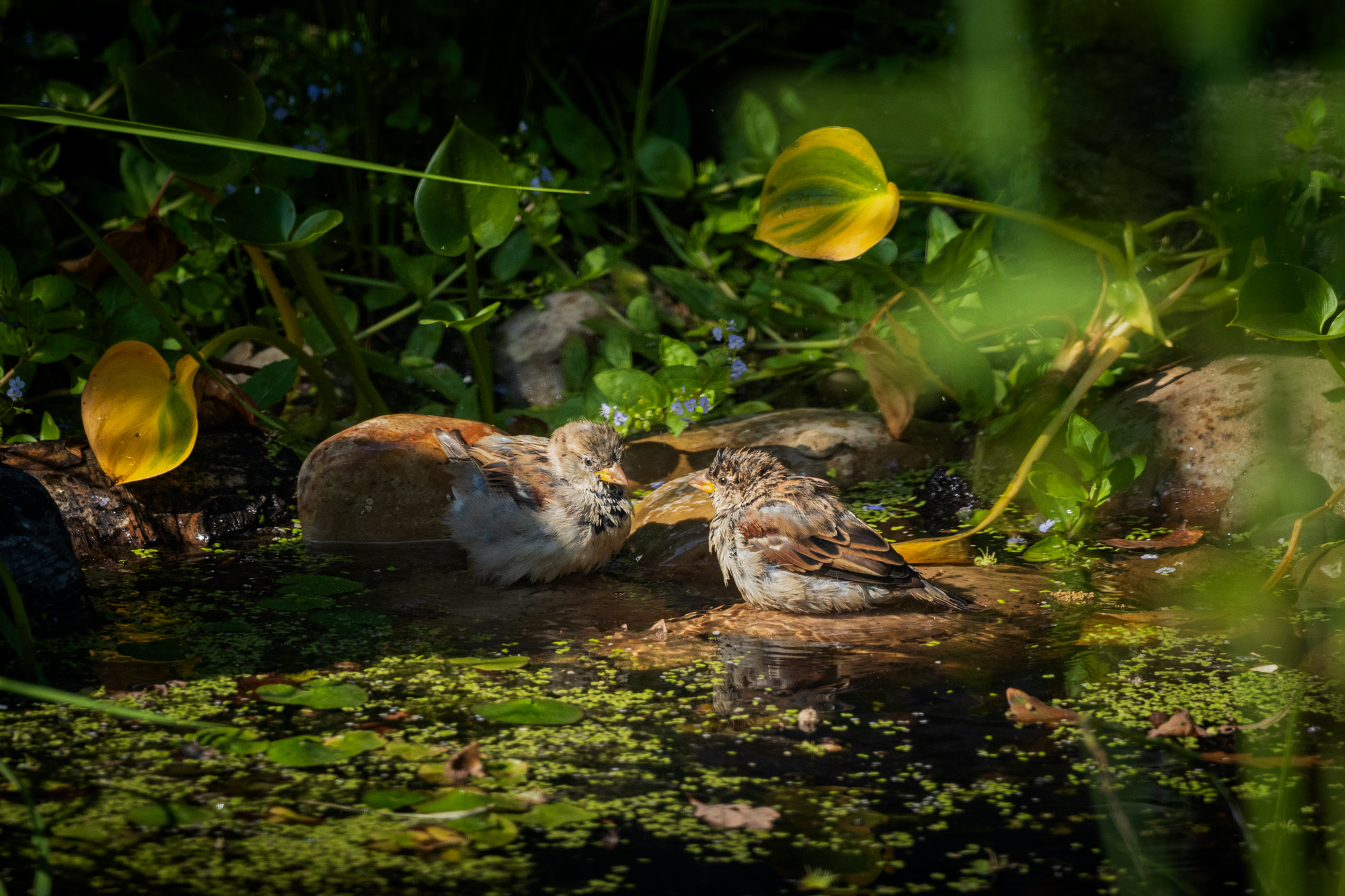 Two House Sparrows in a backyard wildlife pond, surrounded by native plants in a certified wildlife habitat in Edmonton, Alberta.