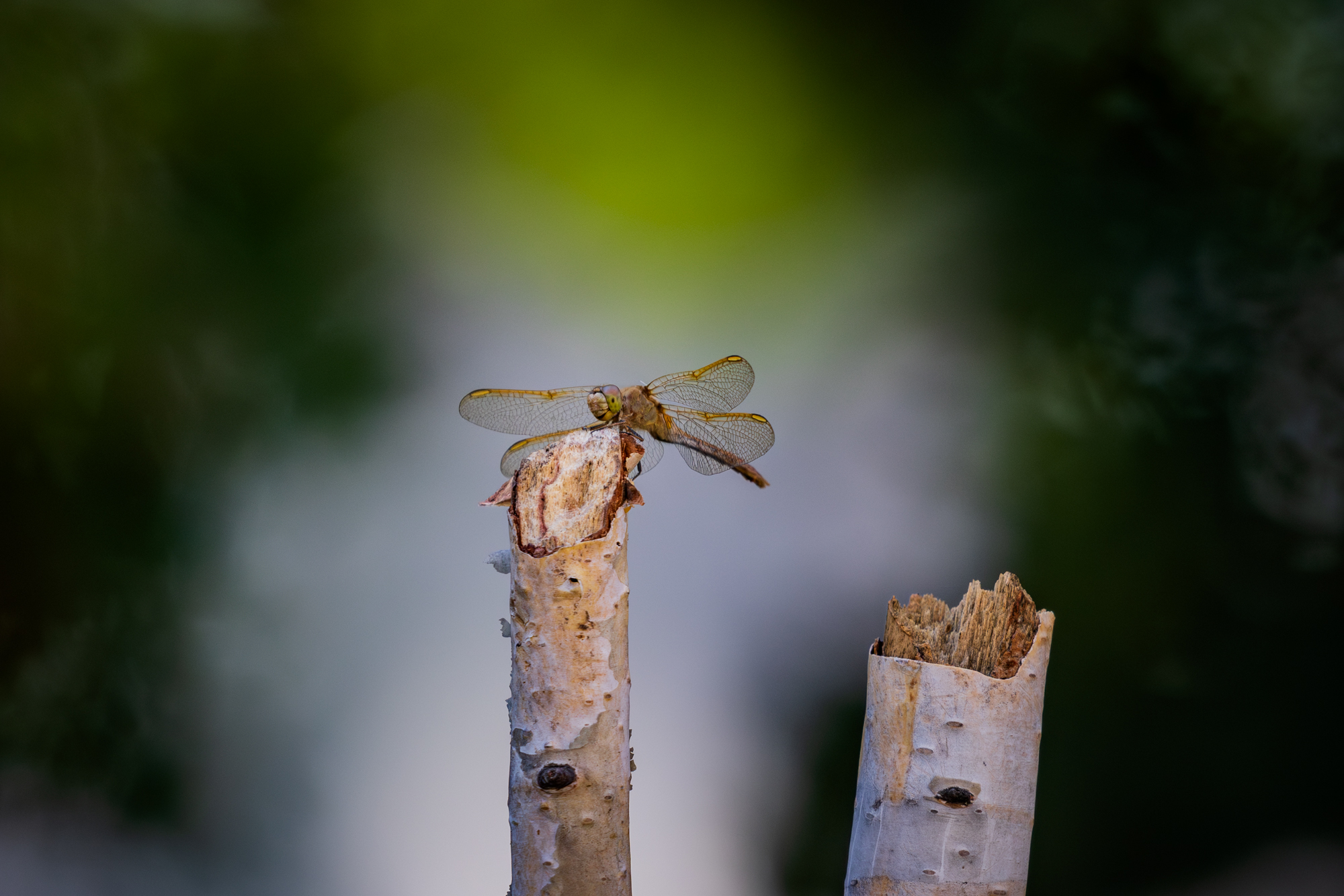 Saffon-winged Meadowhawk (Sympetrum costiferum) on a birch snag in a certified wildlife habitat in Edmonton, Alberta