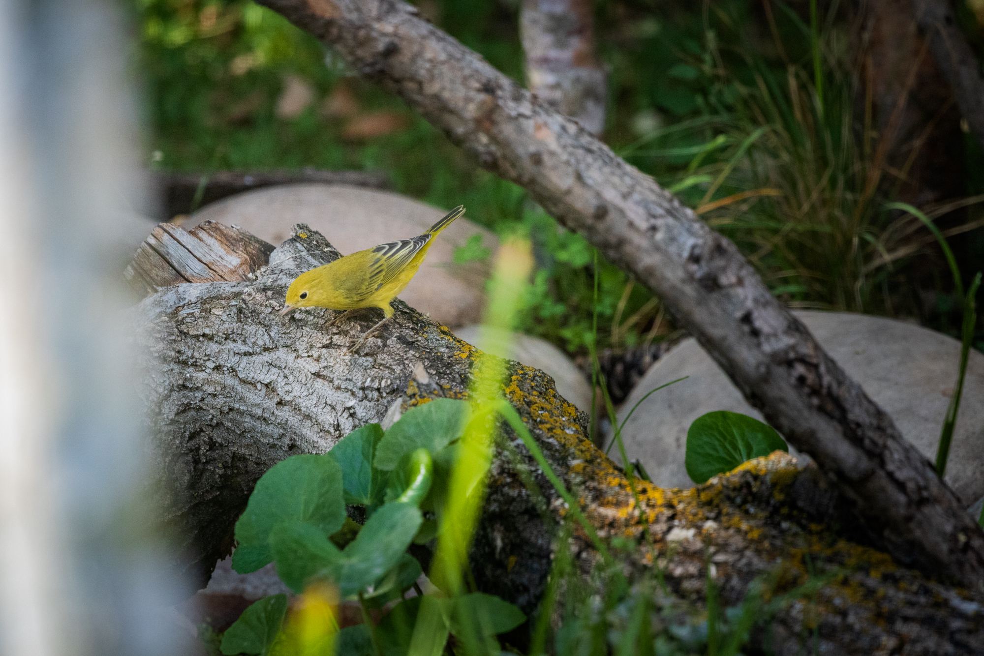 Yellow Warbler perched on a log, surrounded by native plants in a certified wildlife habitat in Edmonton, Alberta.