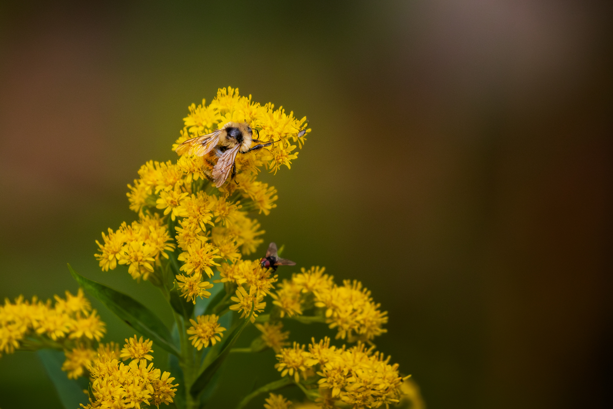 Tricolored Bumble Bee (Bombus ternarius) on goldenrod in a certified wildlife habitat in Edmonton, Alberta