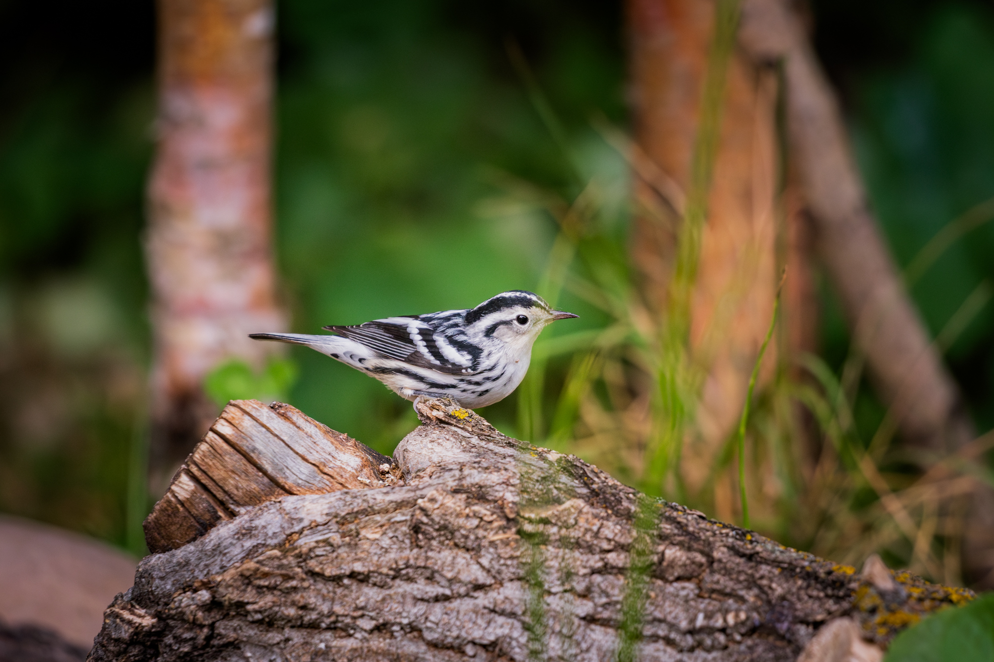 Black-and-white Warbler perched on a log, surrounded by native plants in a certified wildlife habitat in Edmonton, Alberta.