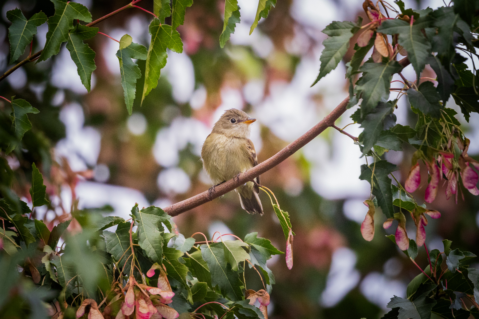 Least Flycatcher perched in a maple tree in a certified wildlife habitat in Edmonton, Alberta.