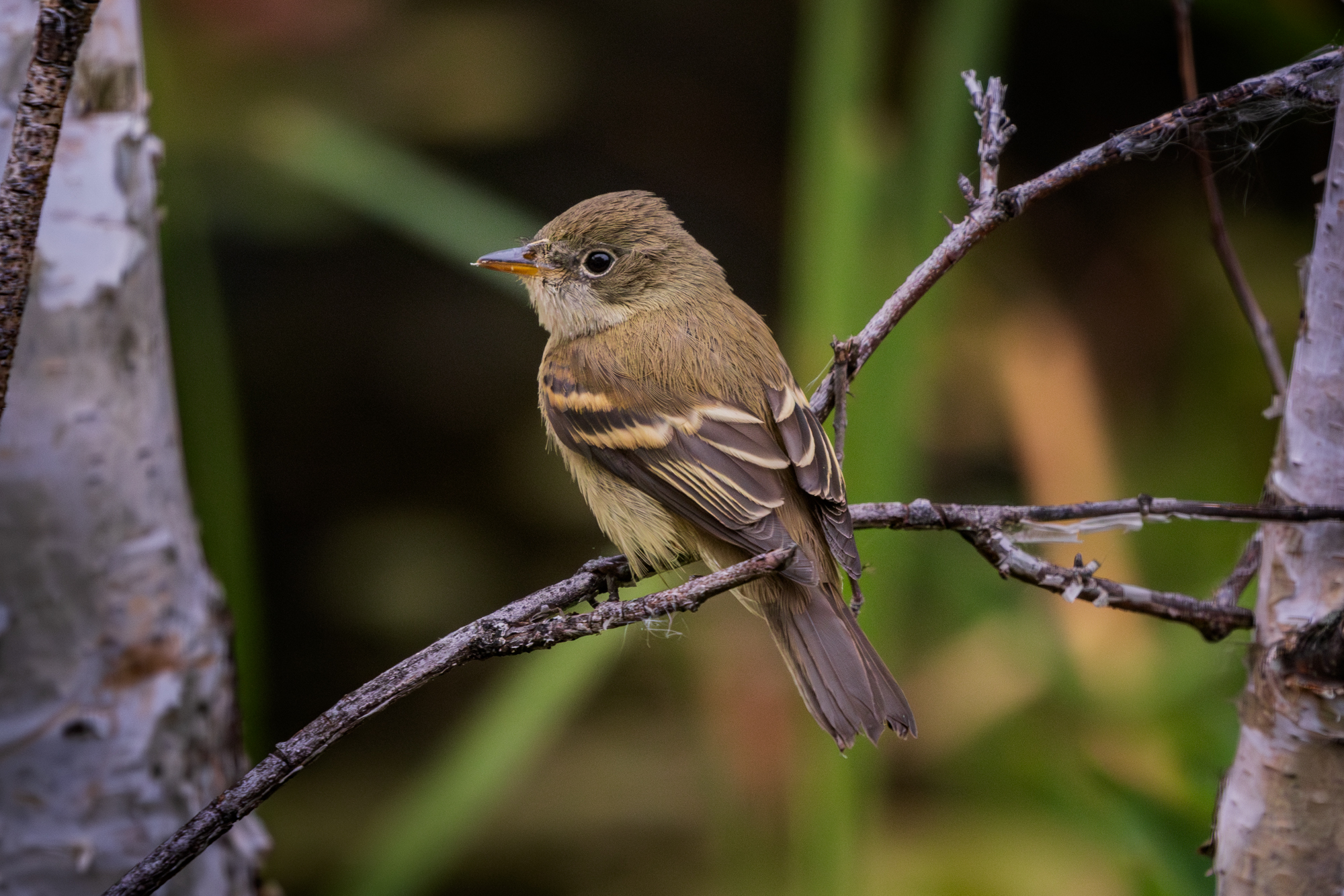 Least Flycatcher perched on a branch in a certified wildlife habitat in Edmonton, Alberta.