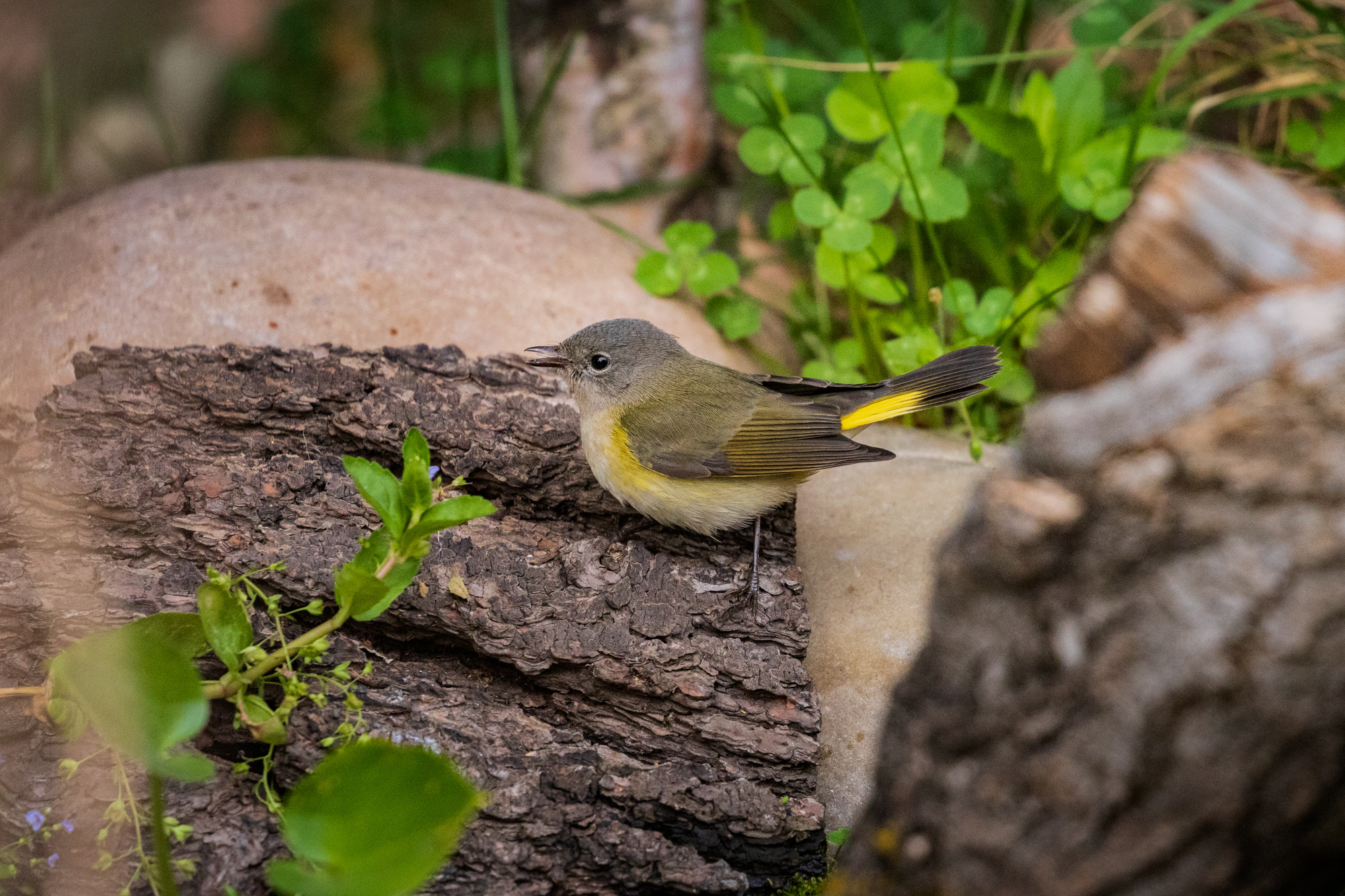 American Redstart perched on a log near a backyard wildlife pond, surrounded by native plants in a certified wildlife habitat in Edmonton, Alberta.