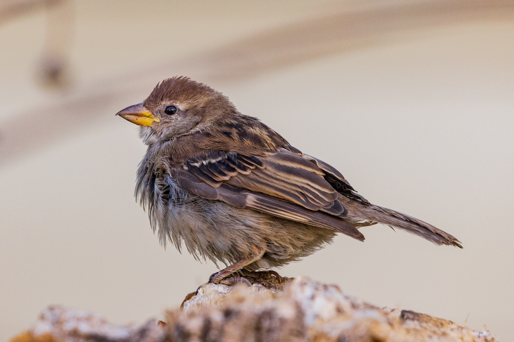 House Sparrow perched on a snag, in a certified wildlife habitat in Edmonton, Alberta.