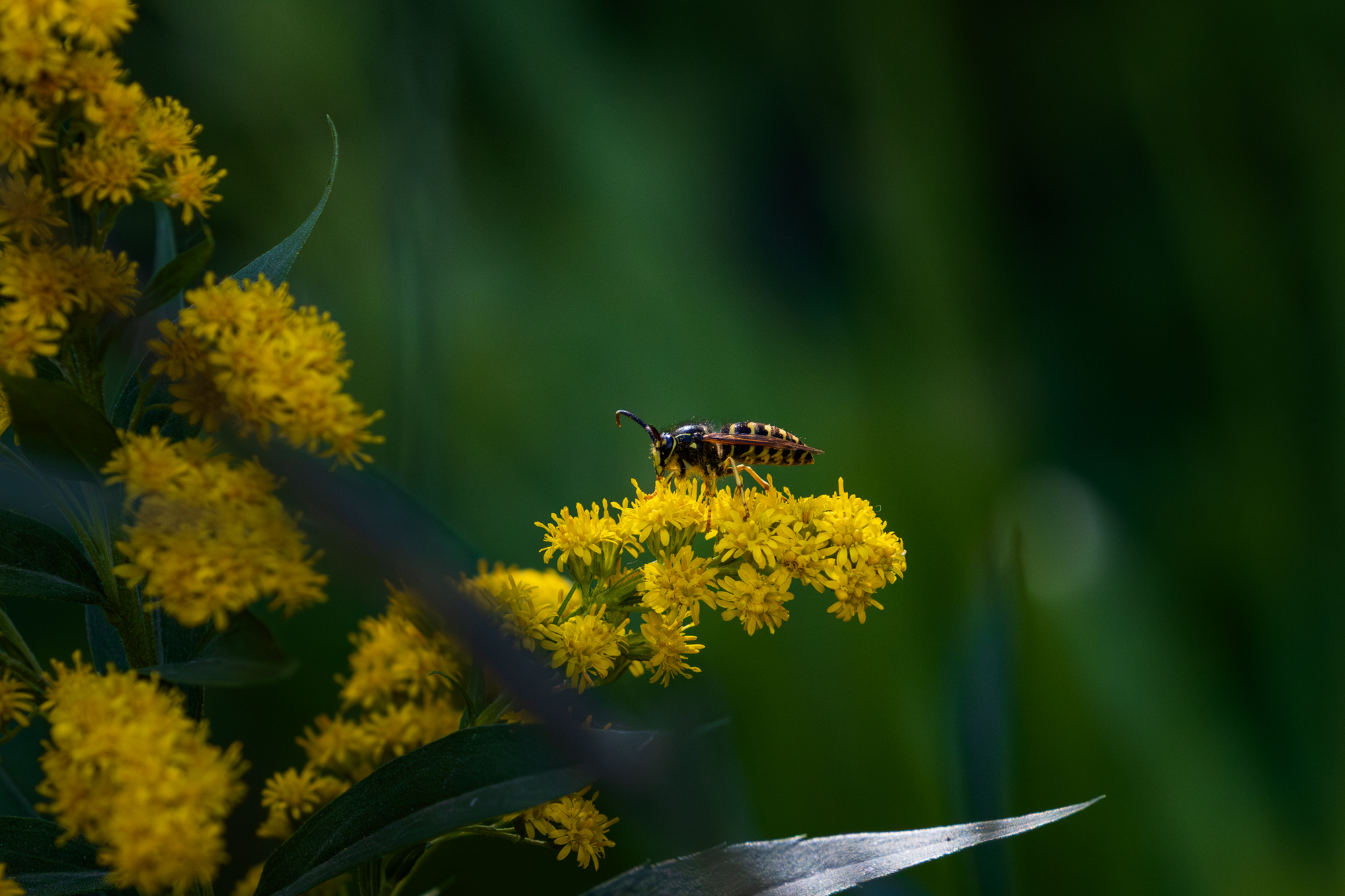 Common Aerial Yellowjacket (Dolichovespula arenaria) on goldenrod in a certified wildlife habitat in Edmonton, Alberta