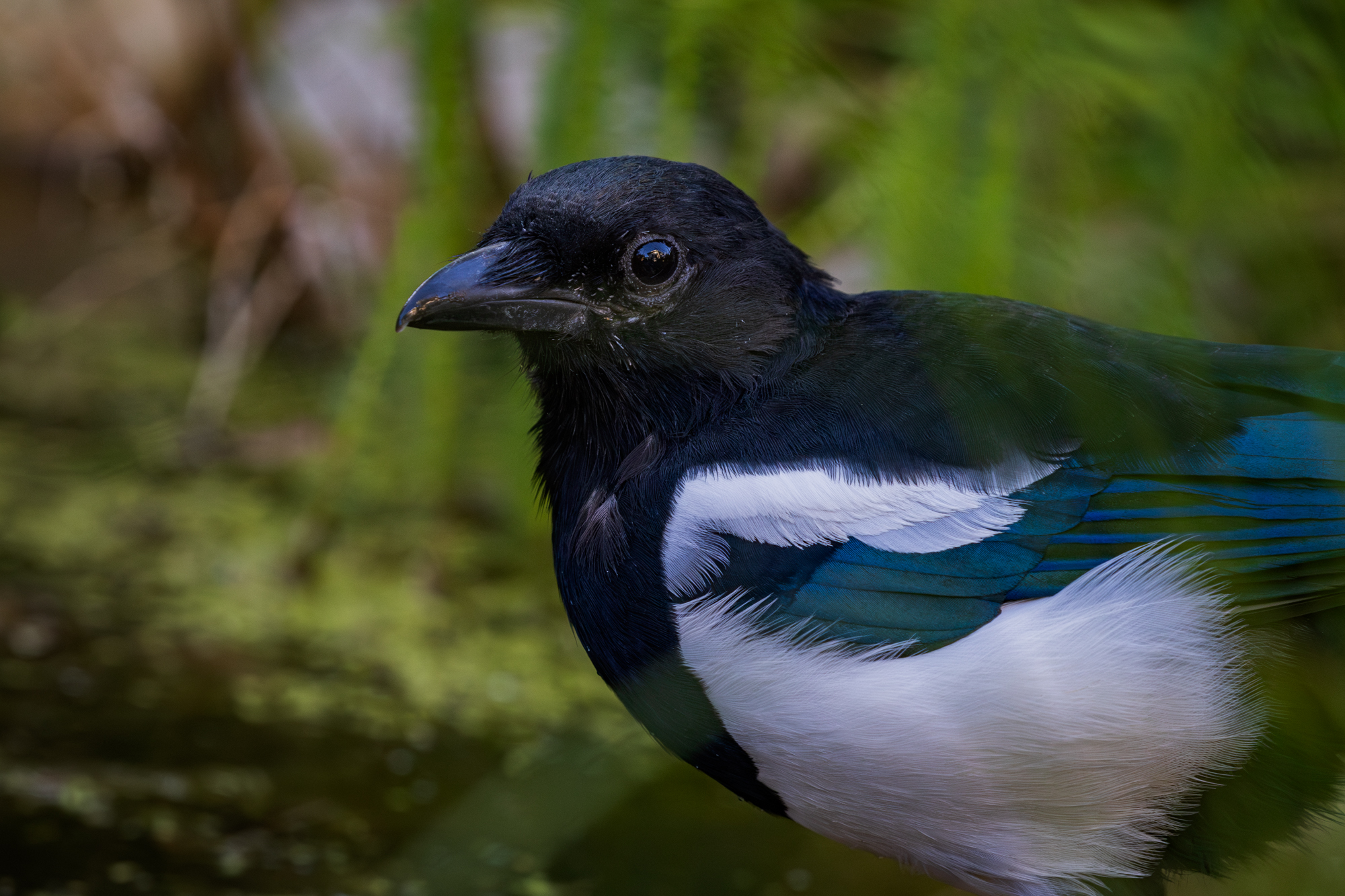Black-billed Magpie in a backyard wildlife pond, surrounded by native plants in a certified wildlife habitat in Edmonton, Alberta.