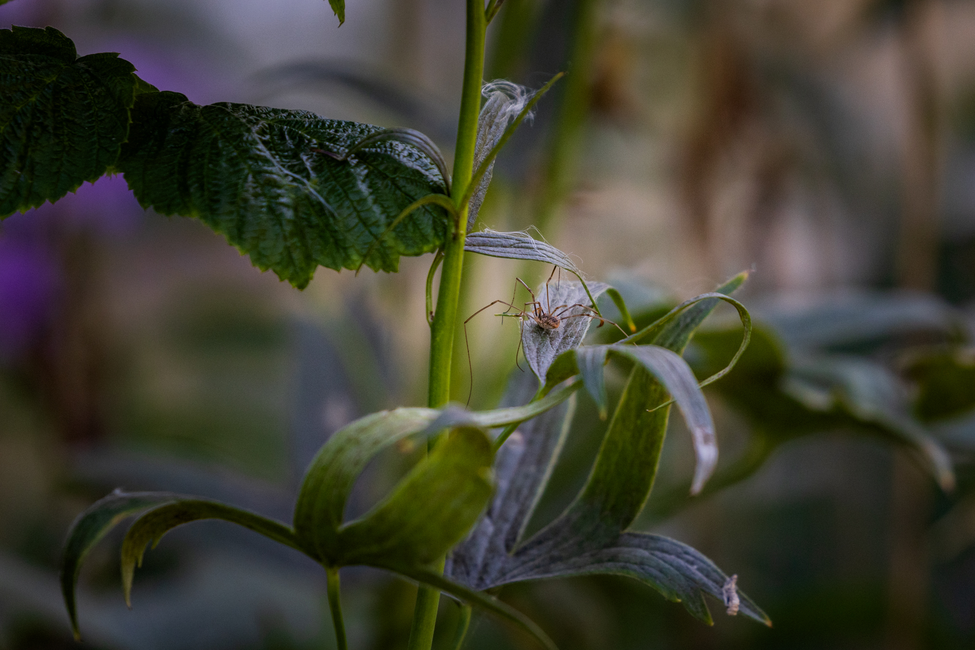 European Harvestman (Phalangium opilio) in a certified wildlife habitat in Edmonton, Alberta