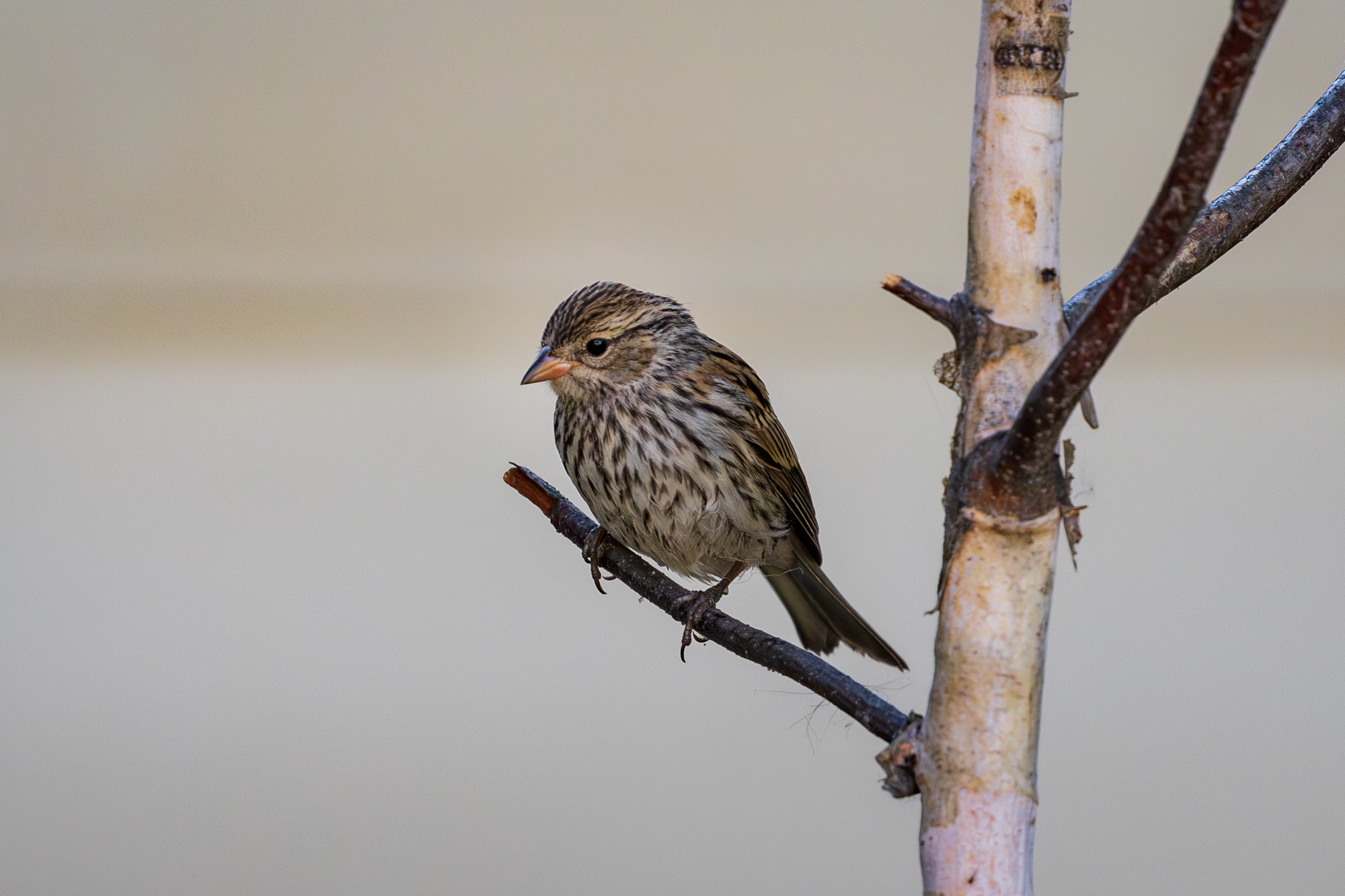 Chipping Sparrow perched on a branch in a certified wildlife habitat in Edmonton, Alberta.