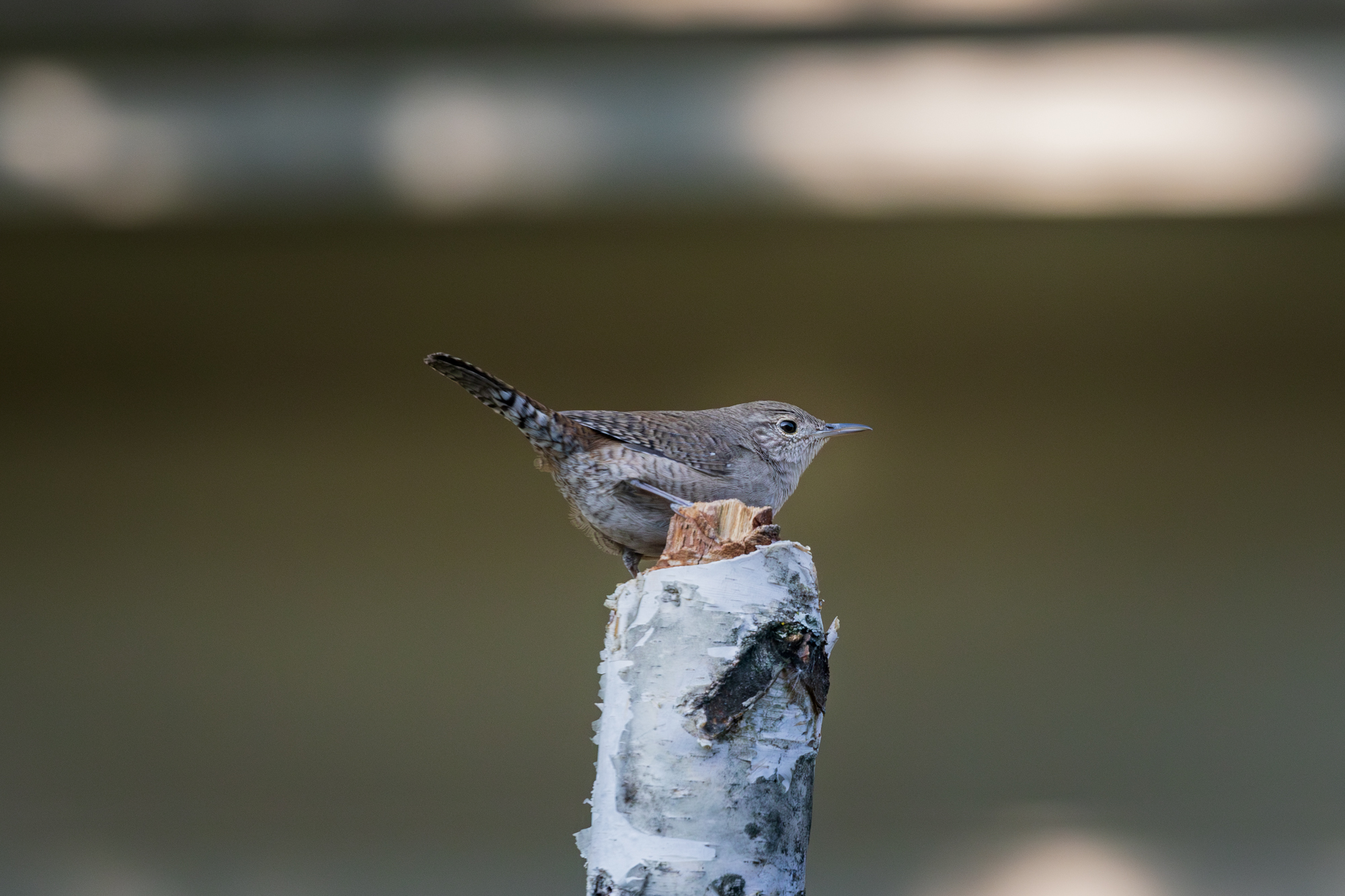 House Wren perched on a snag in a certified wildlife habitat in Edmonton, Alberta.