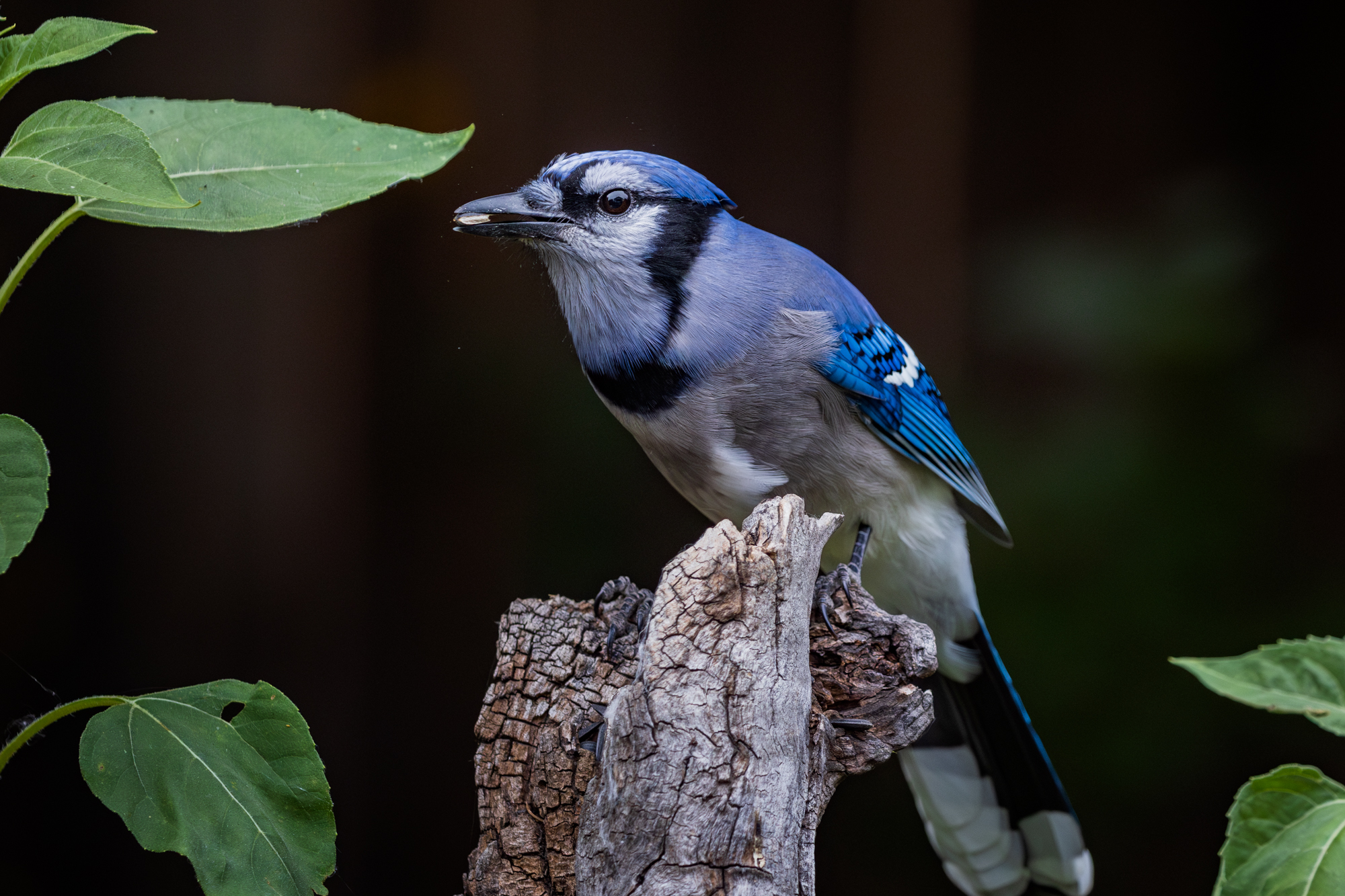 Blue Jay perched on a snag, eating a sunflower seed, surrounded by volunteer sunflowers in a certified wildlife habitat in Edmonton, Alberta.