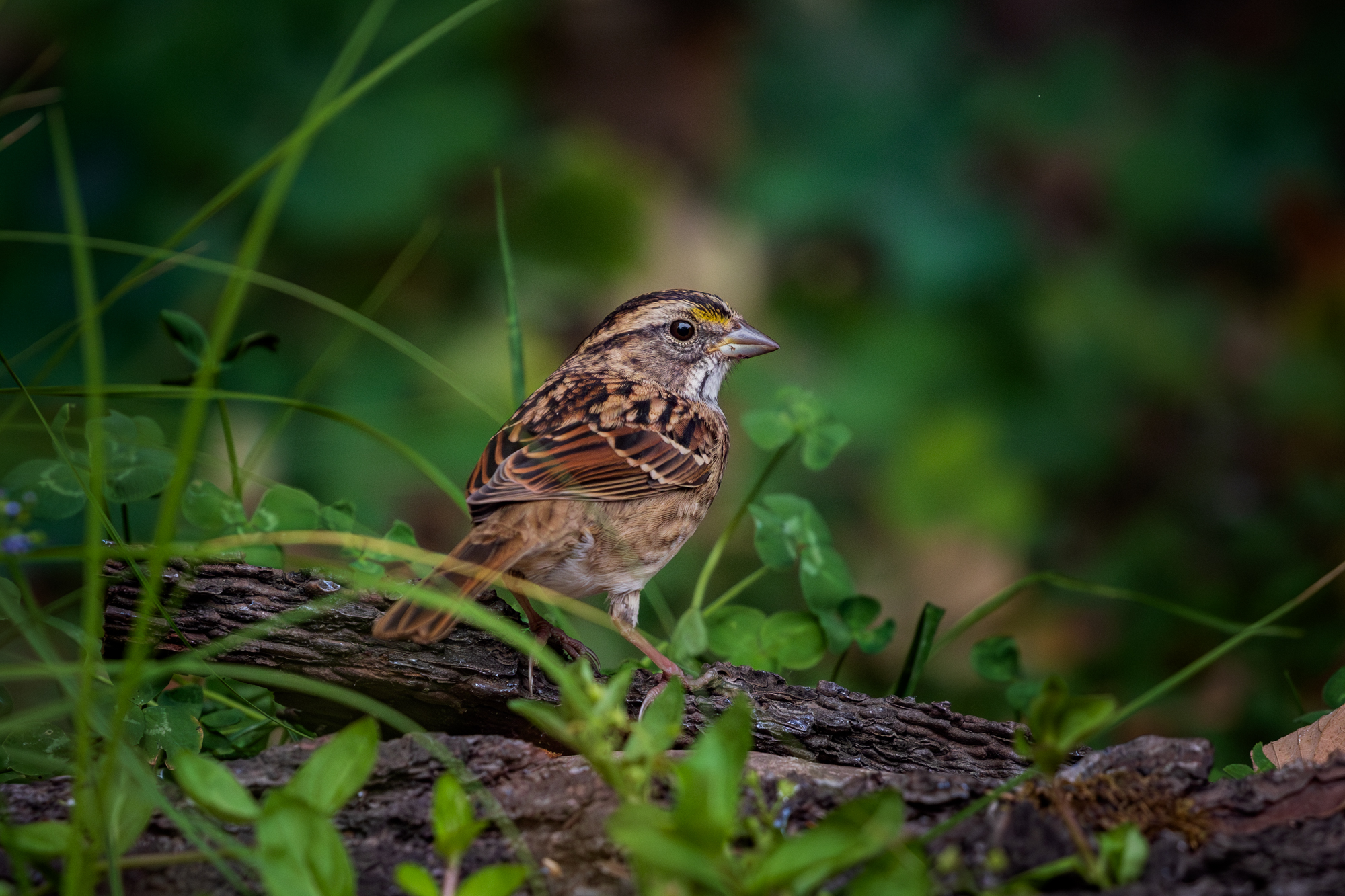 White-throated Sparrow perched on bark at the edge of a backyard wildlife pond, surrounded by native plants in a certified wildlife habitat in Edmonton, Alberta.