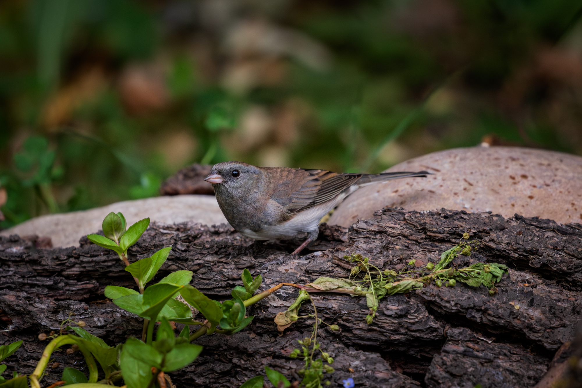 Dark-eyed Junco perched on bark at the edge of a backyard wildlife pond, surrounded by native plants in a certified wildlife habitat in Edmonton, Alberta.