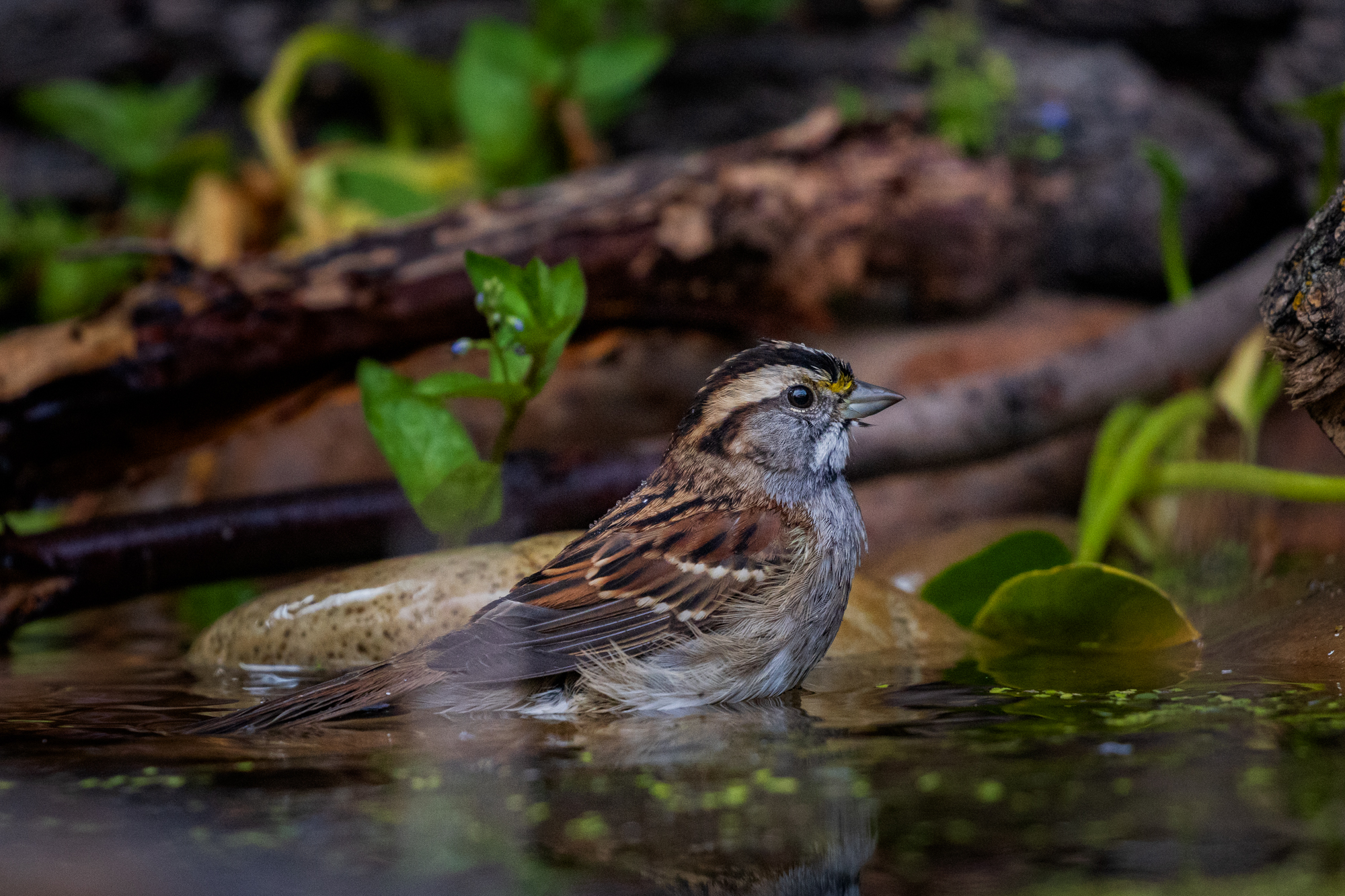 White-throated Sparrow in a backyard wildlife pond, surrounded by native plants in a certified wildlife habitat in Edmonton, Alberta.