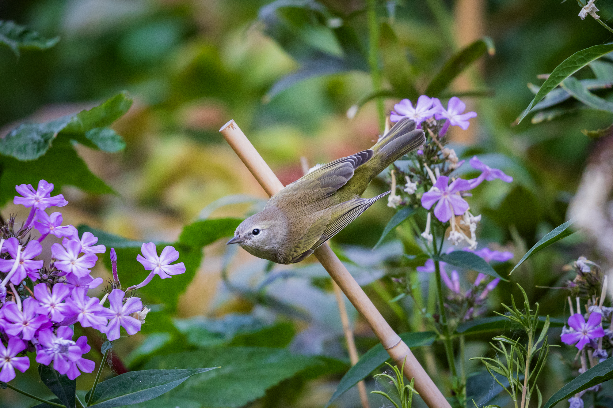Orange-crowned Warbler perched on a bamboo stick among phlox in a certified wildlife habitat in Edmonton, Alberta.
