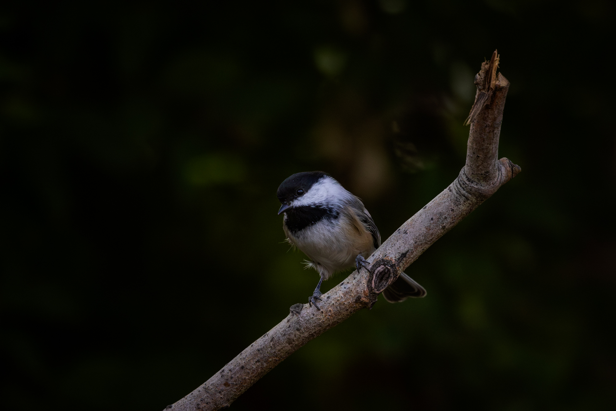 Black-capped Chickadee perched on a branch in a certified wildlife habitat in Edmonton, Alberta.