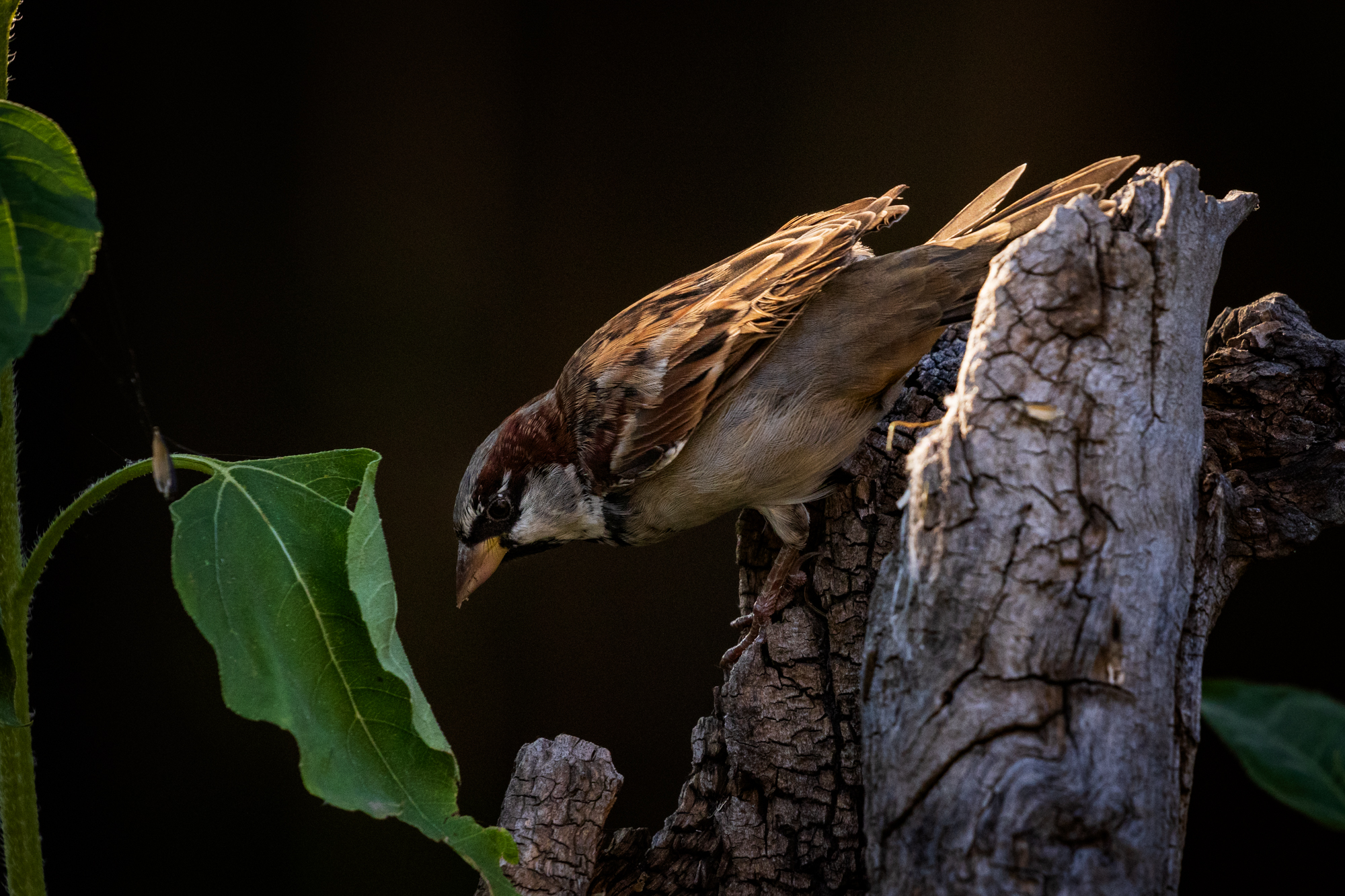 House Sparrow perched on a snag, surrounded by volunteer sunflowers in a certified wildlife habitat in Edmonton, Alberta.